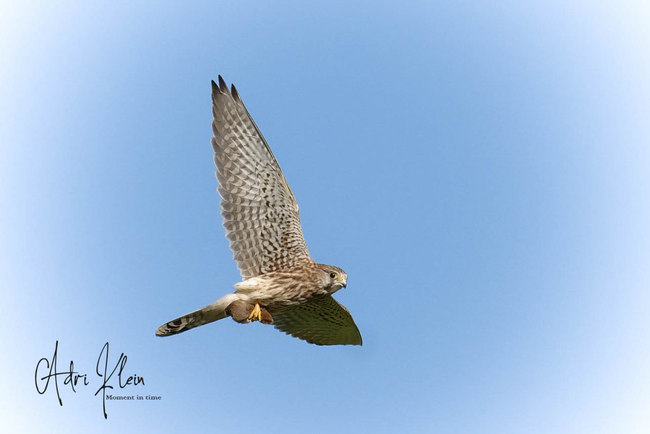 Common Kestrel with prey