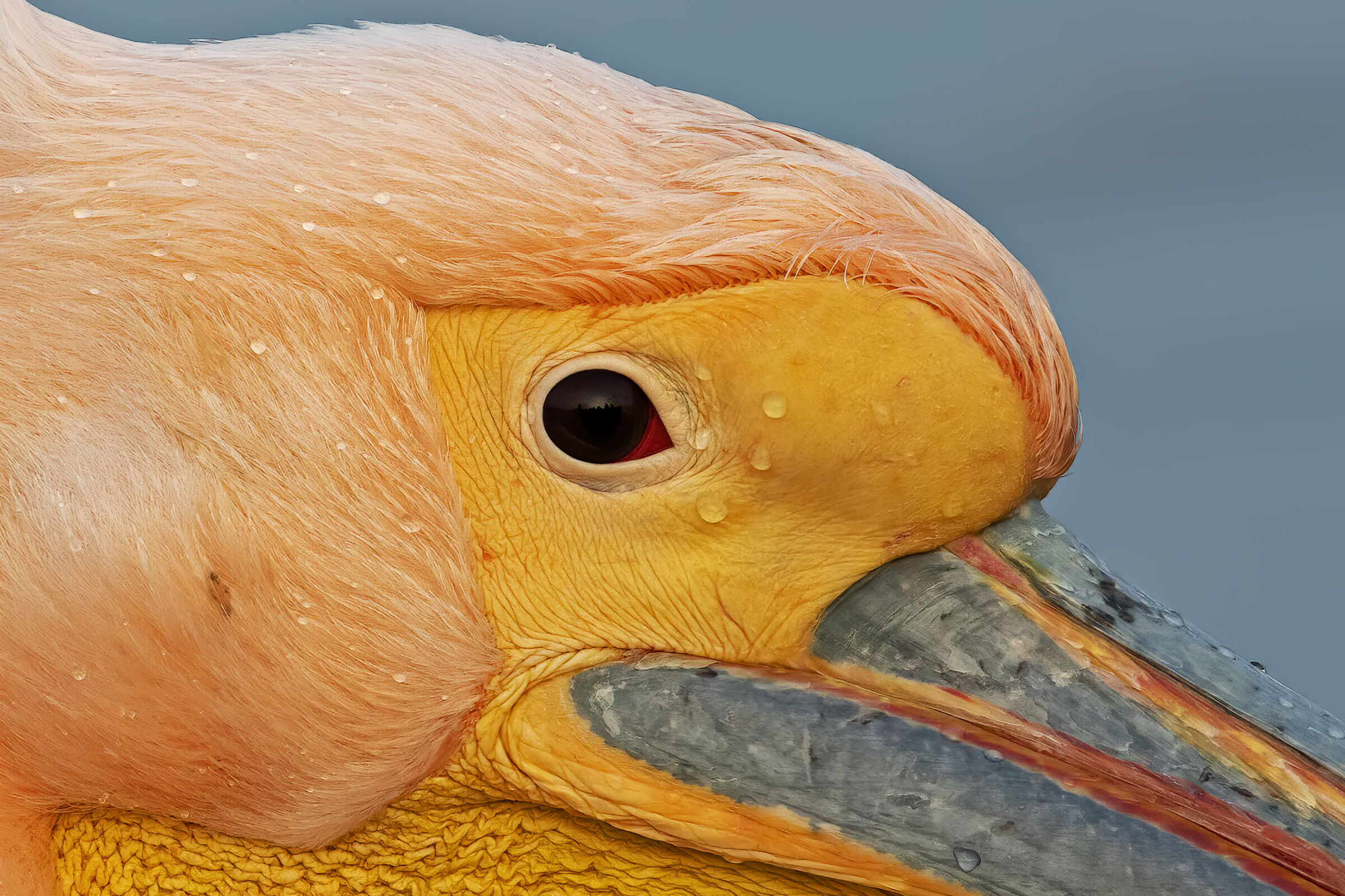 Portrait Common Pelican