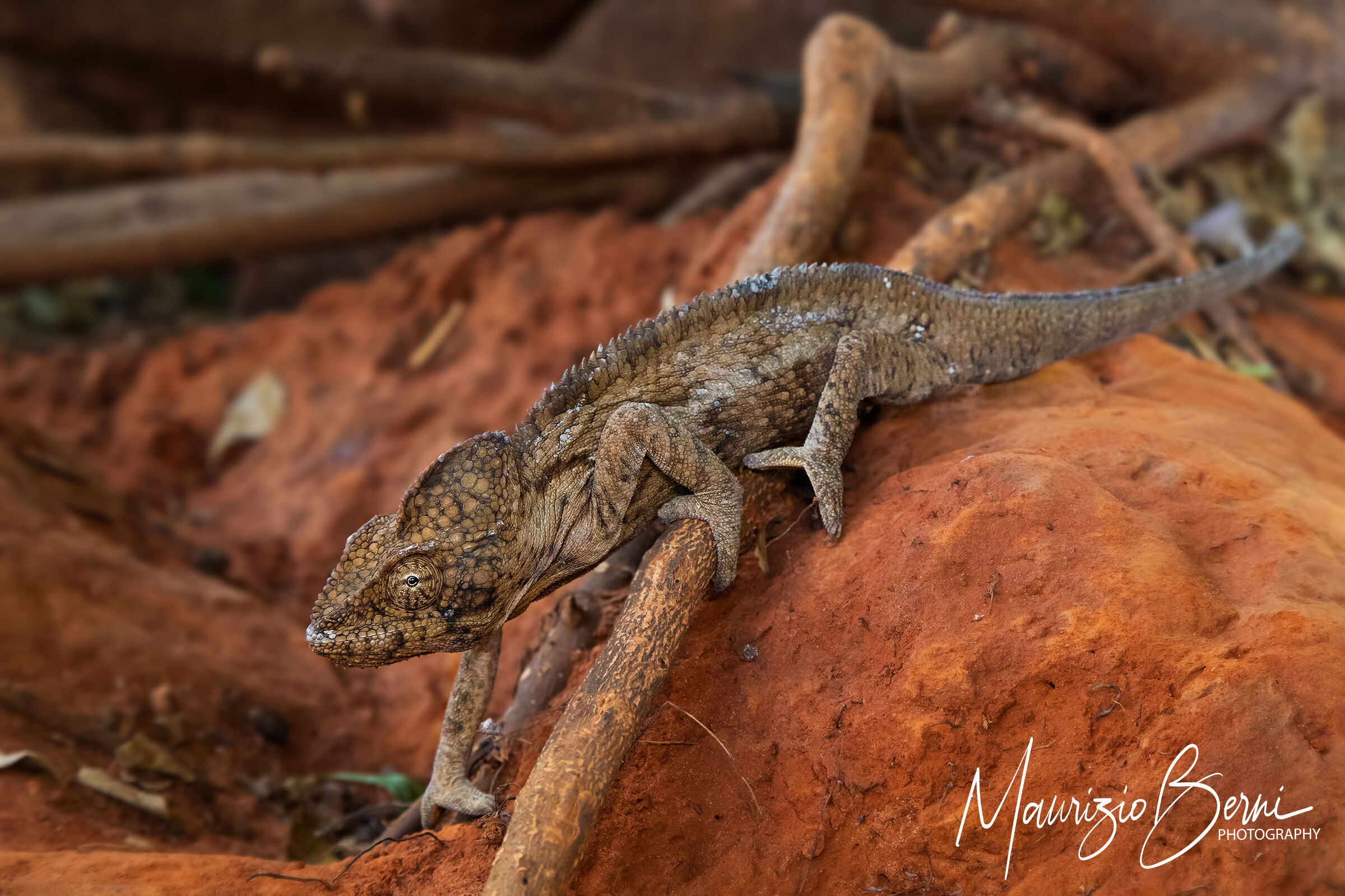 Il Gigante dell'isola Rossa