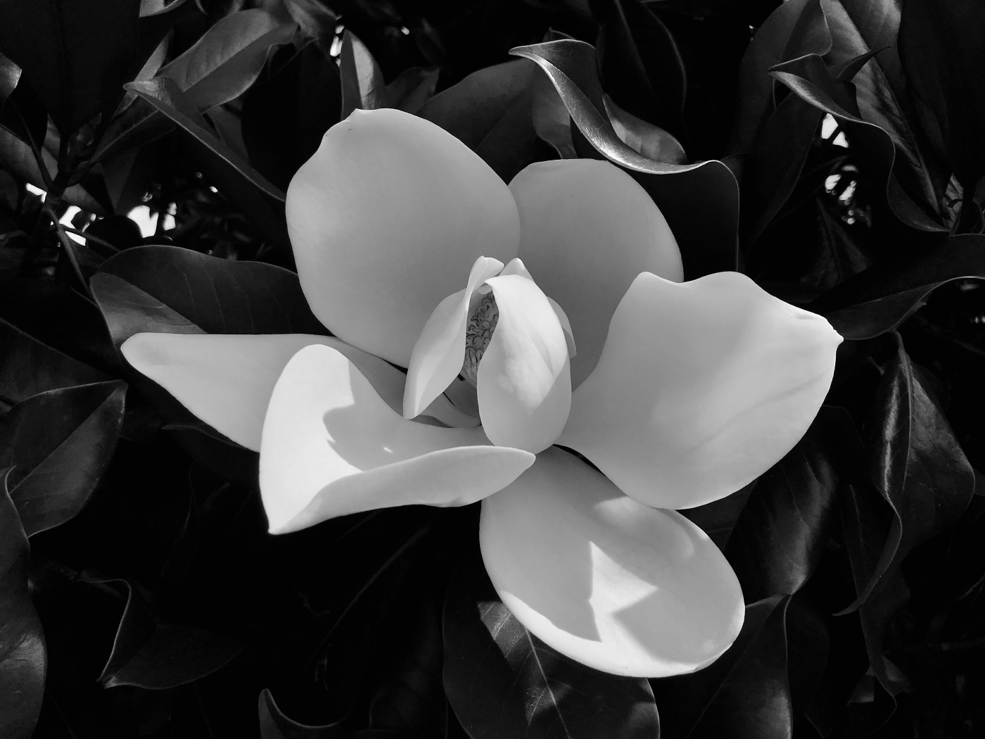 The ephemeral flower of magnolia