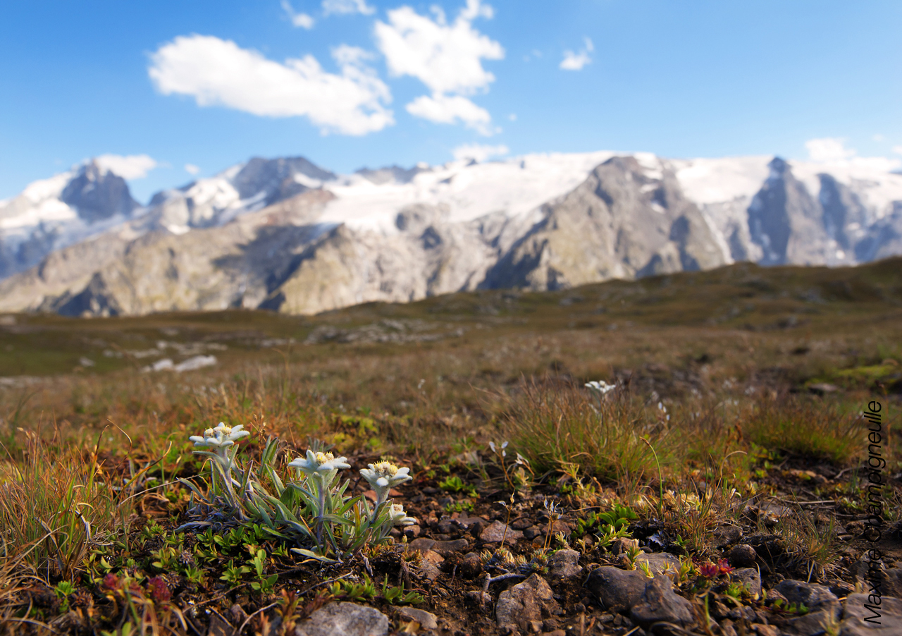 Edelweiss