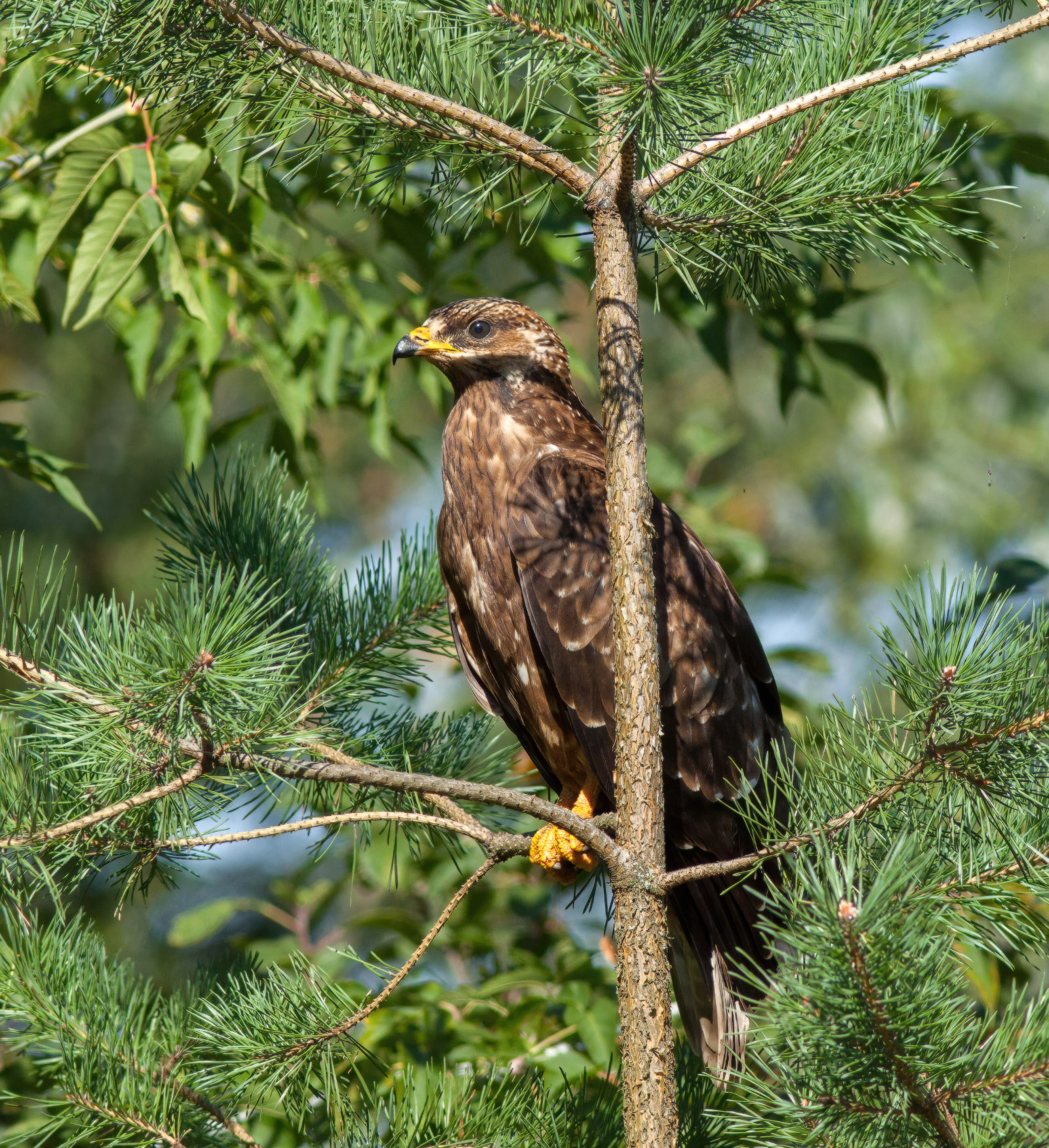 Buteo buteo