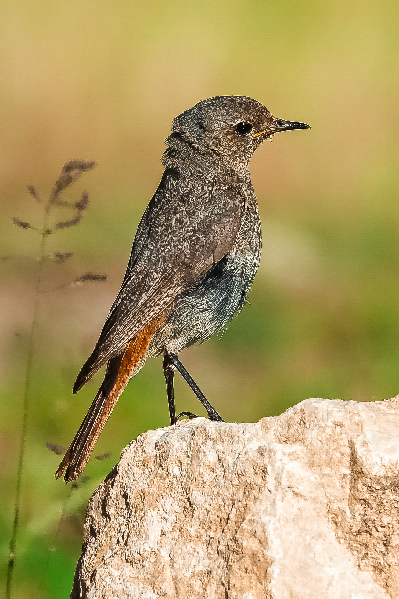 Codirosso spazzacamino