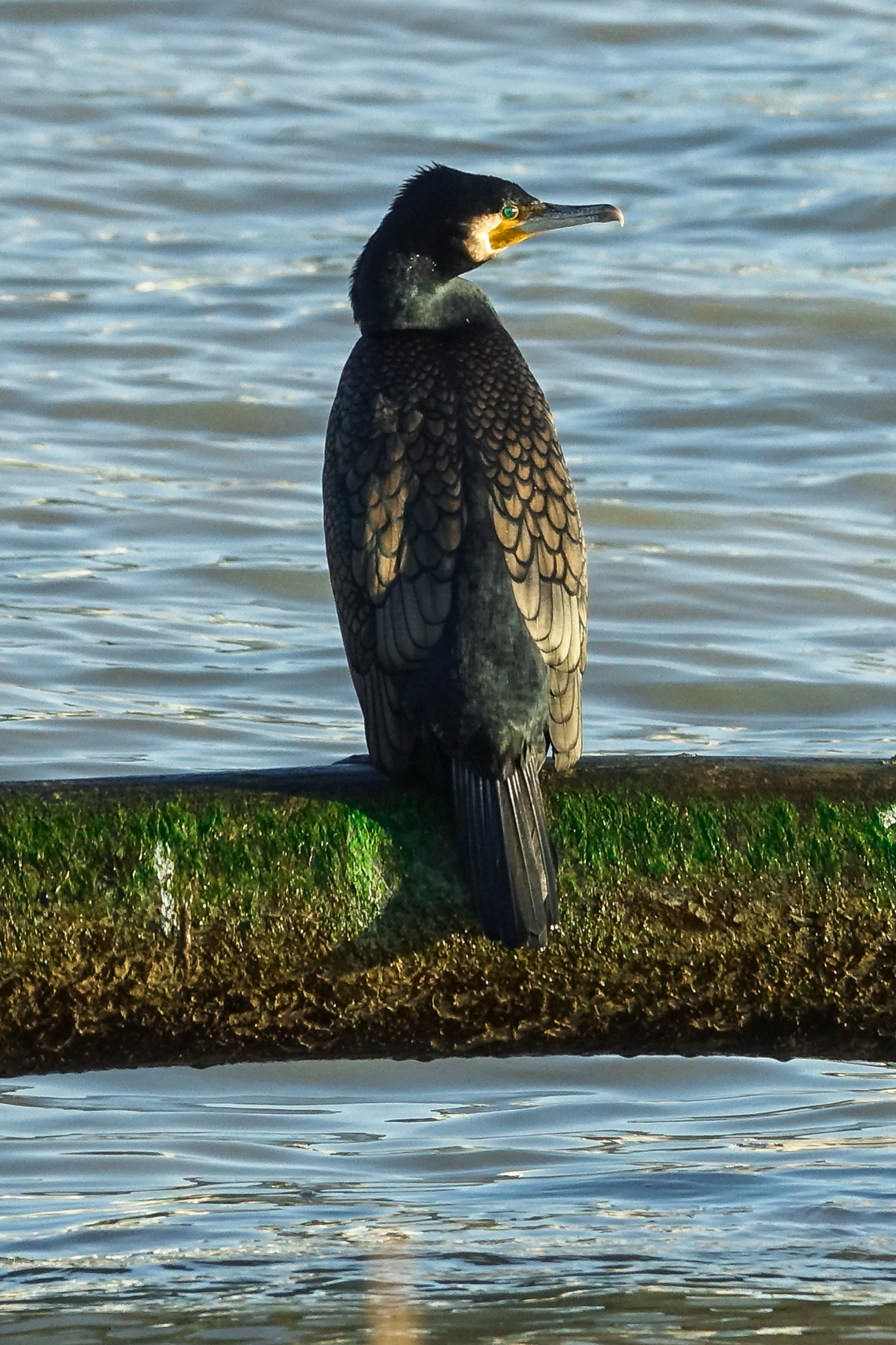 Cormorano