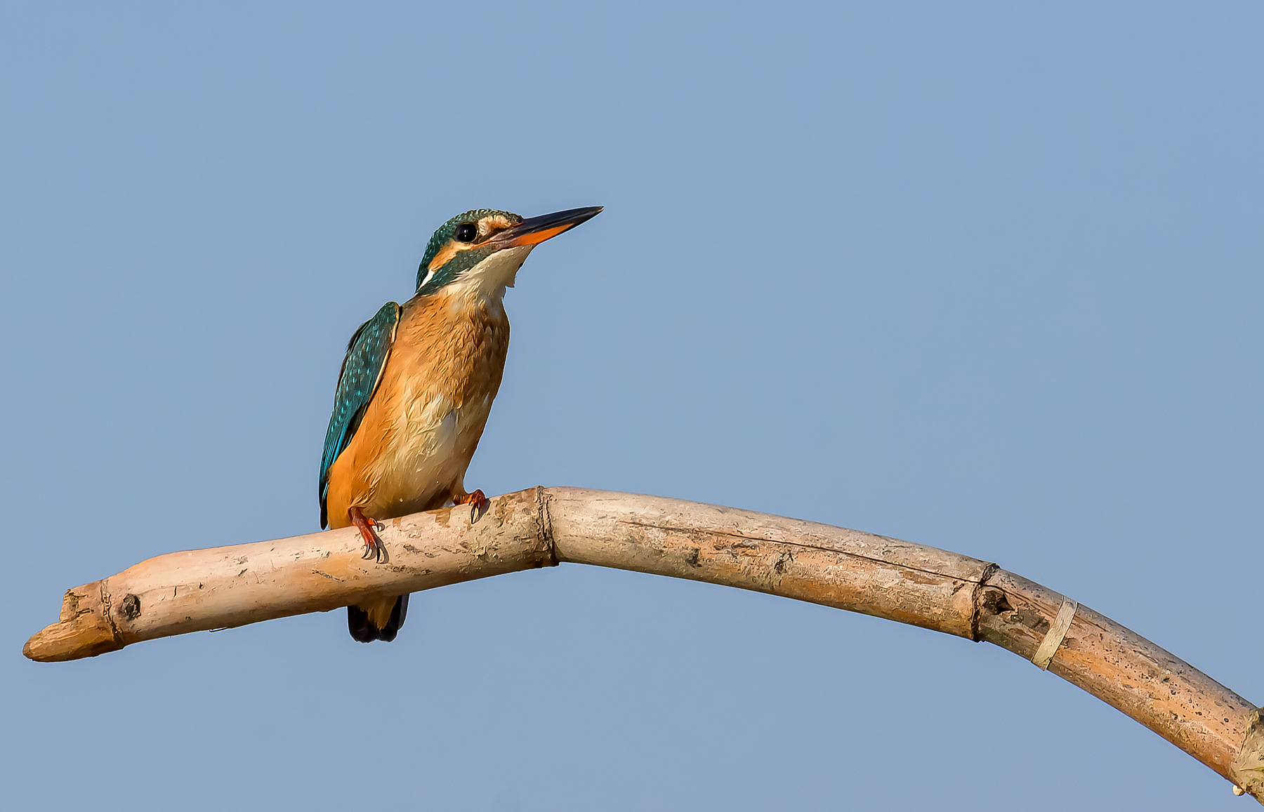 Kingfisher