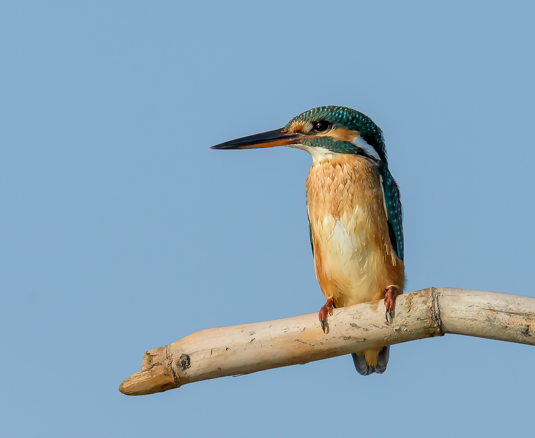 Kingfisher