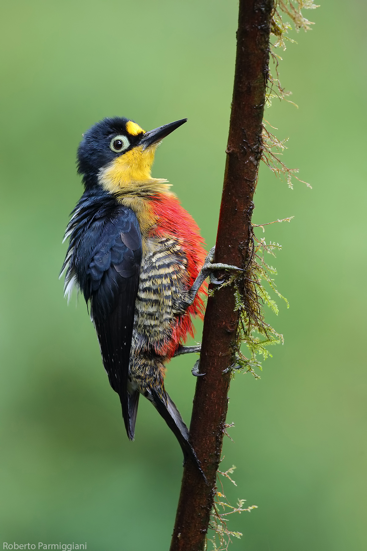 Forest yellow-headed woodpecker