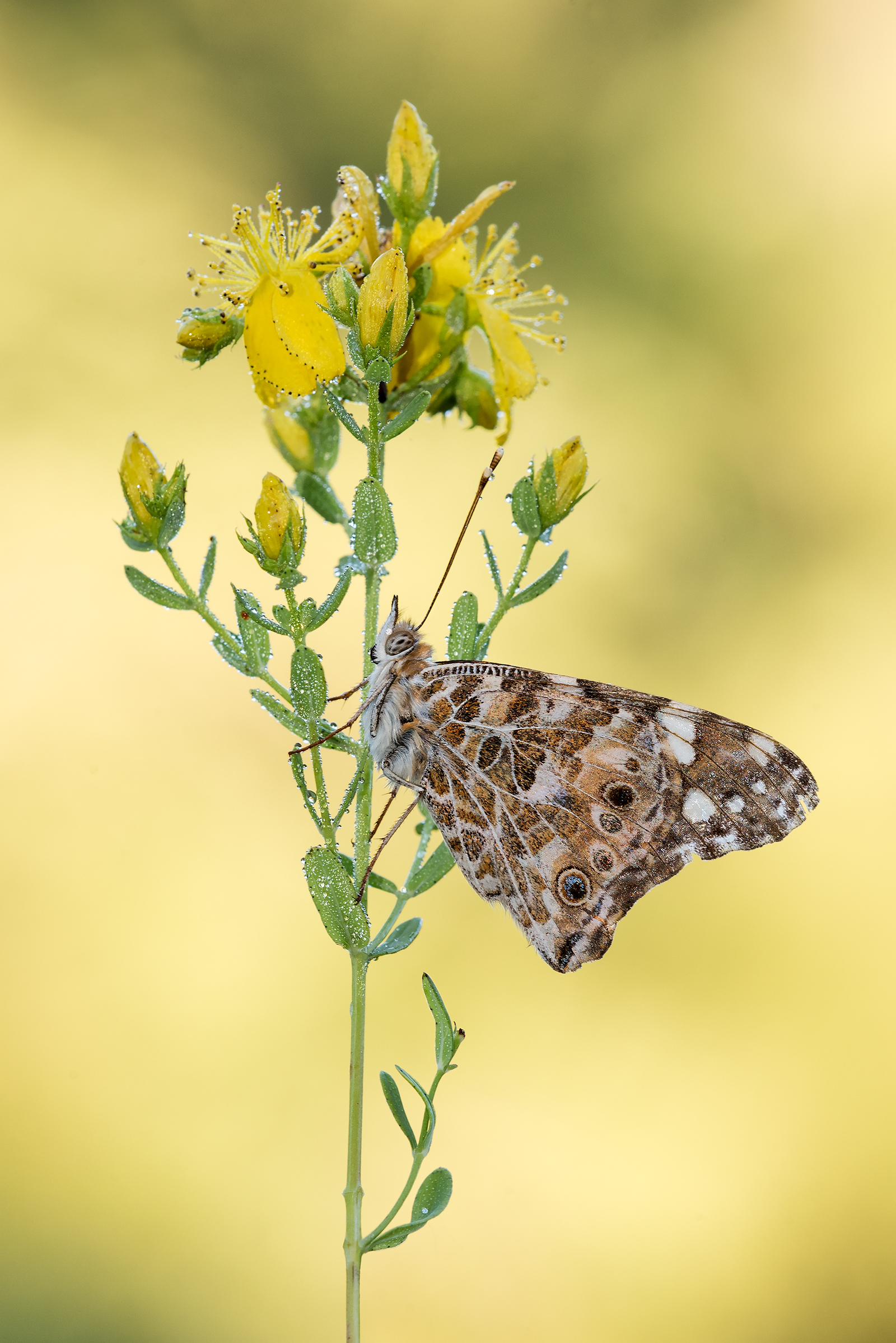Vanessa cardui