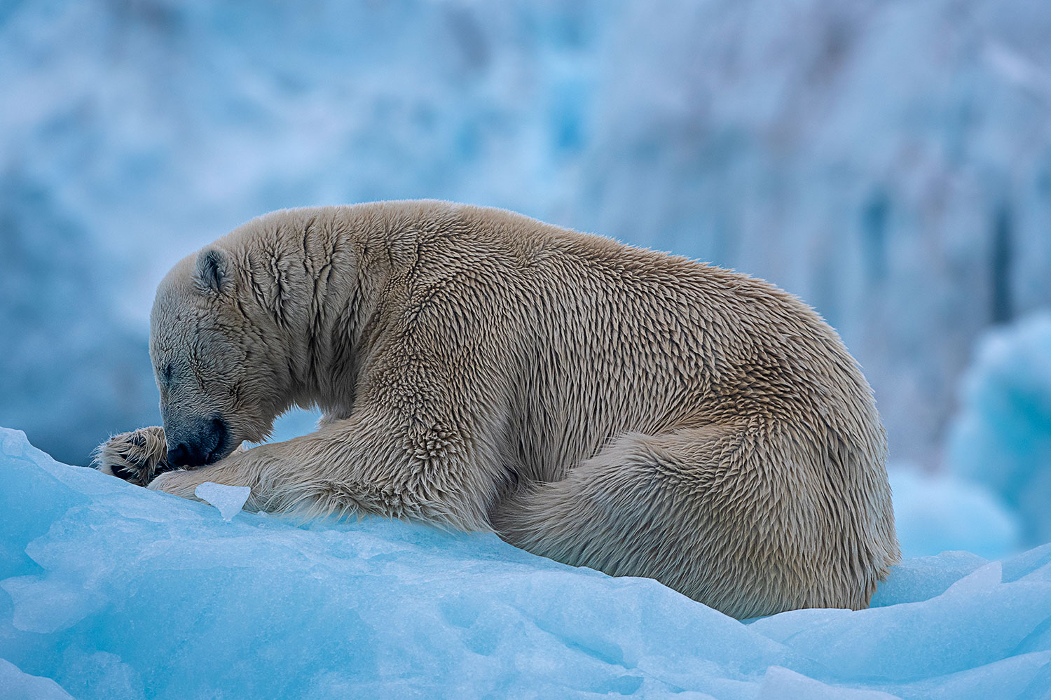 Orso Polare in riposo su un Iceberg