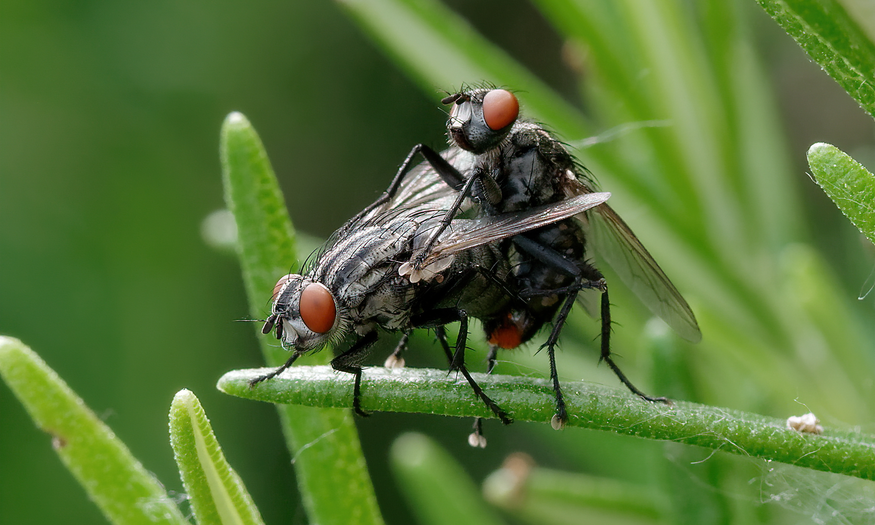Accoppiamento mosca carnaria