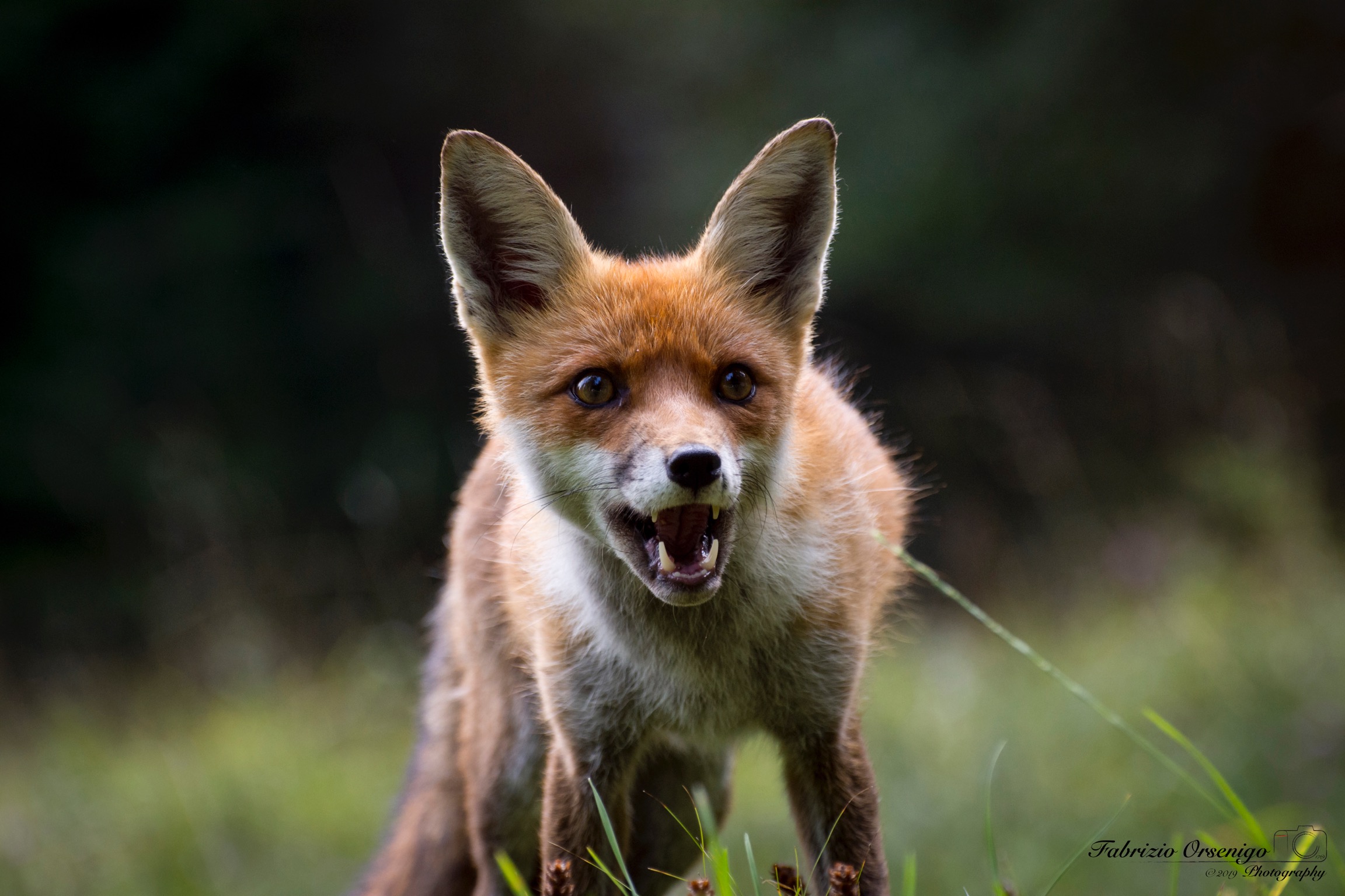 Cucciolo di volpe rossa