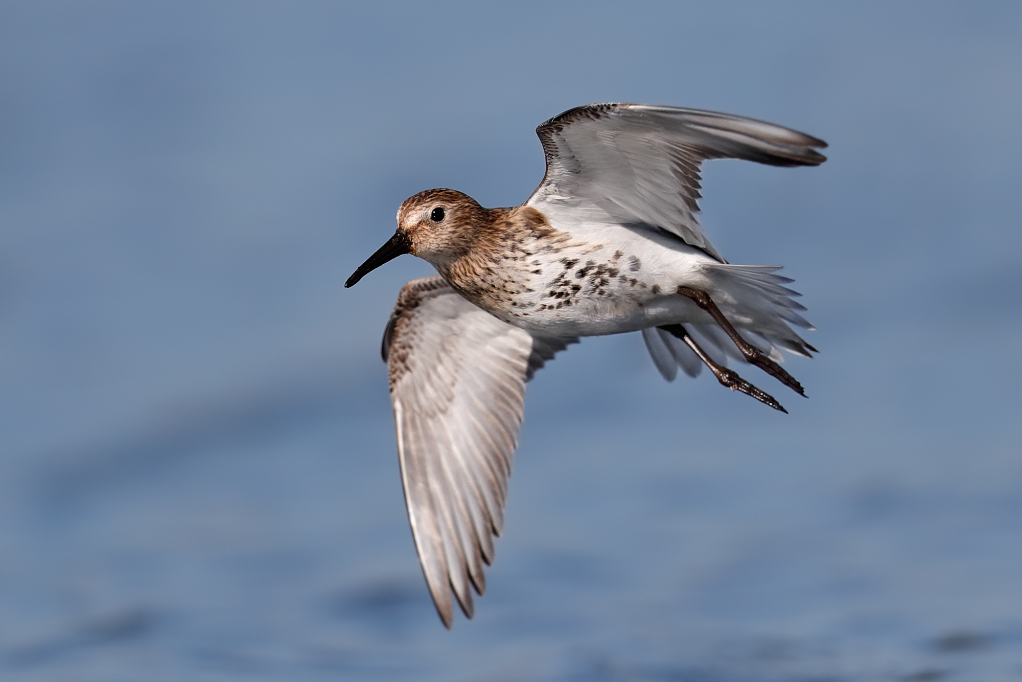 Black-bellied raincoat
