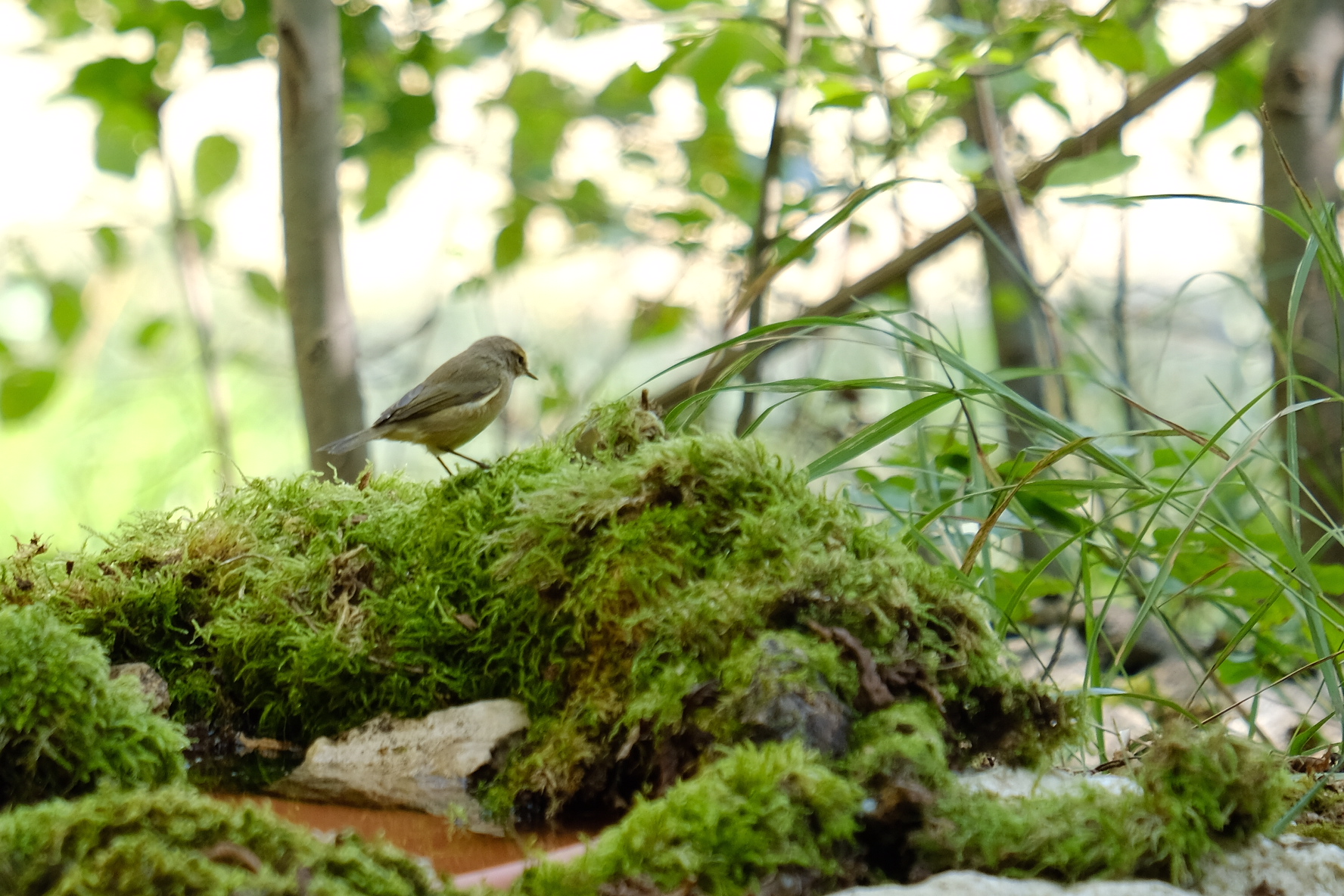 Lui' piccolo nel sottobosco
