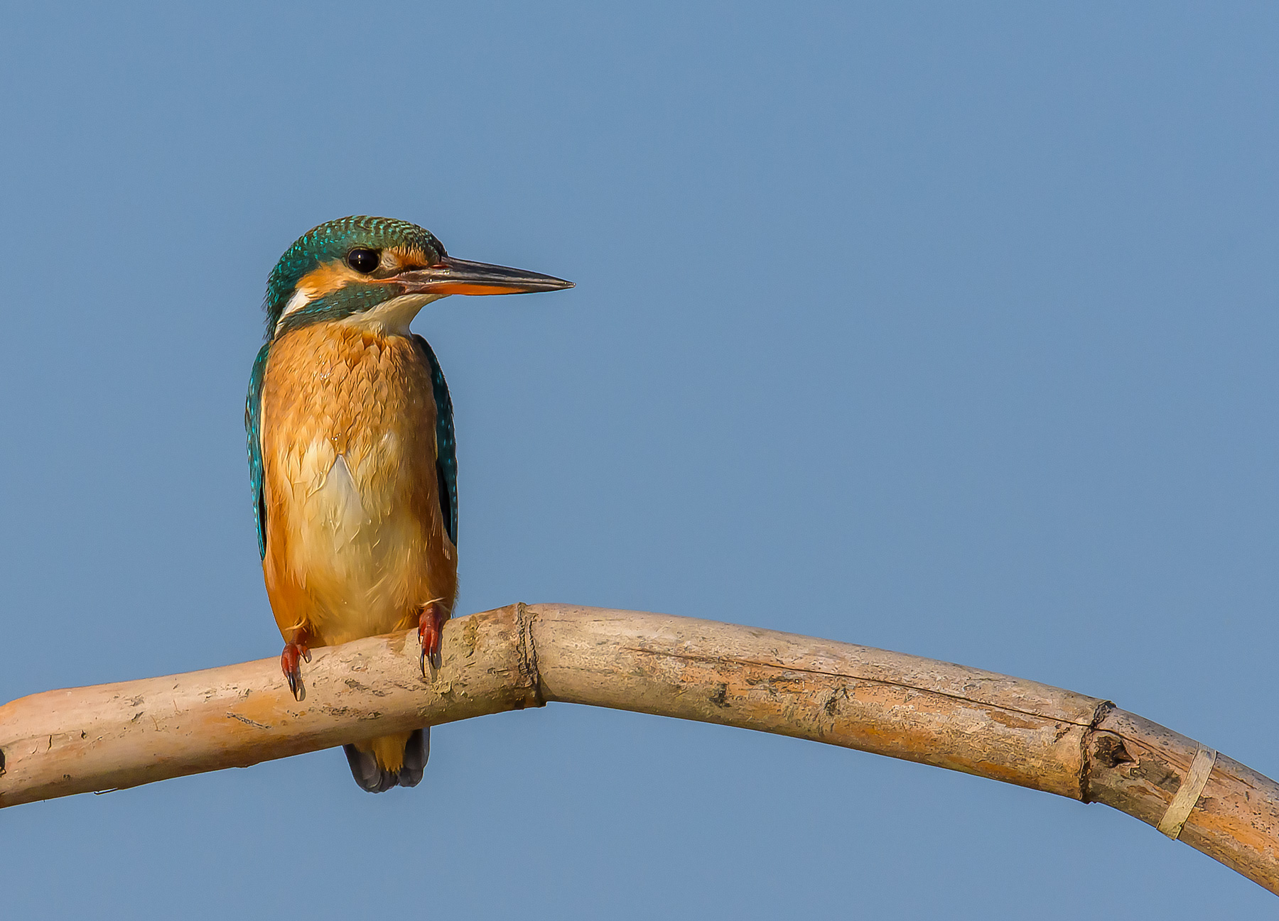 Kingfisher