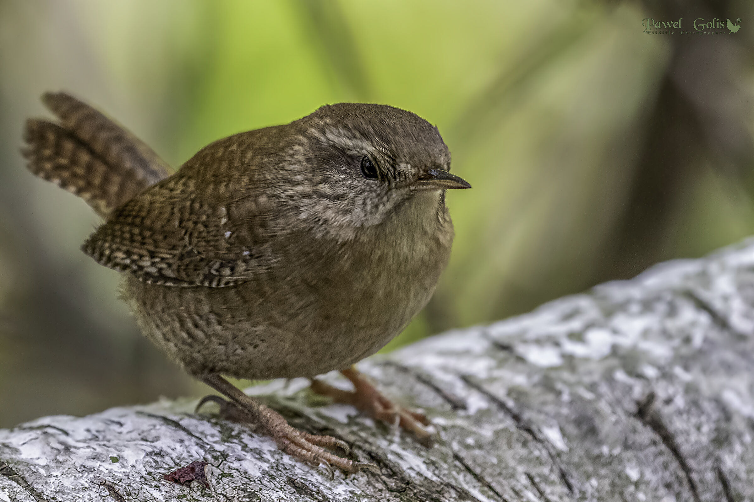 Wren eurasiatico ( Troglodytes troglodytes)
