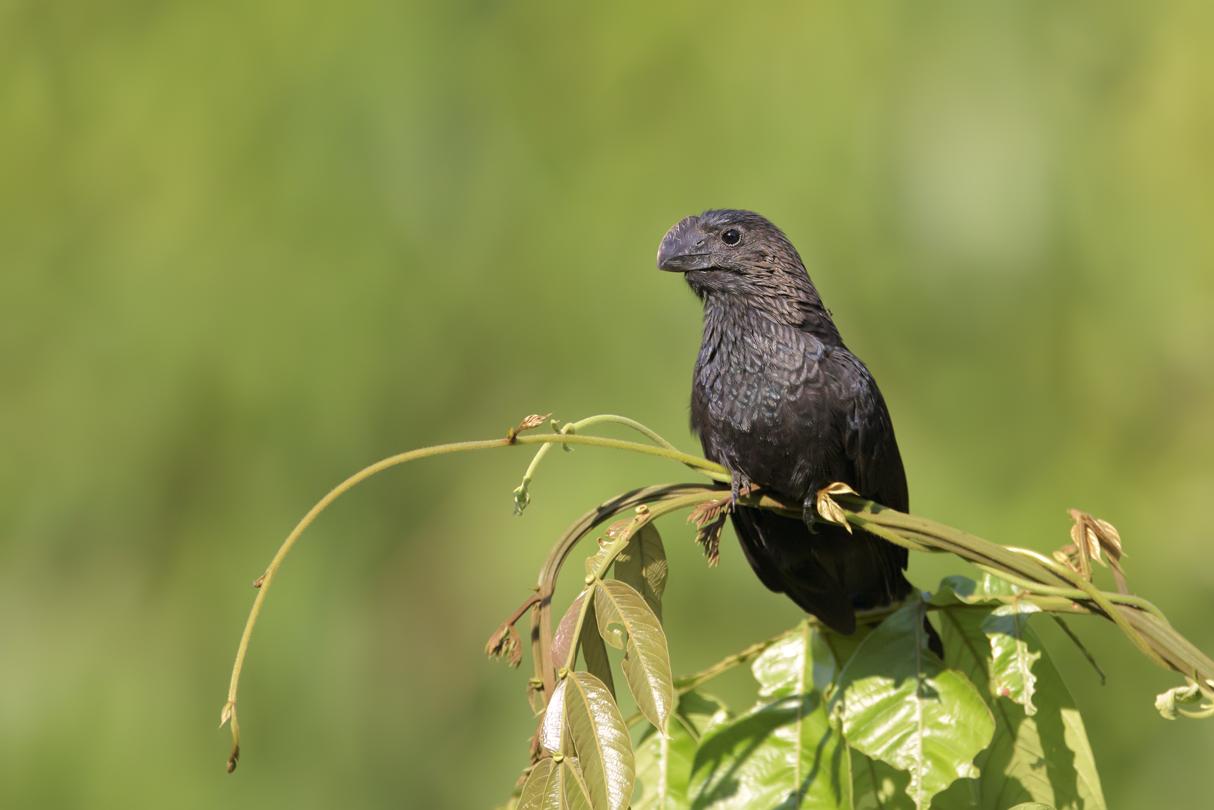 Smooth-Billed ani