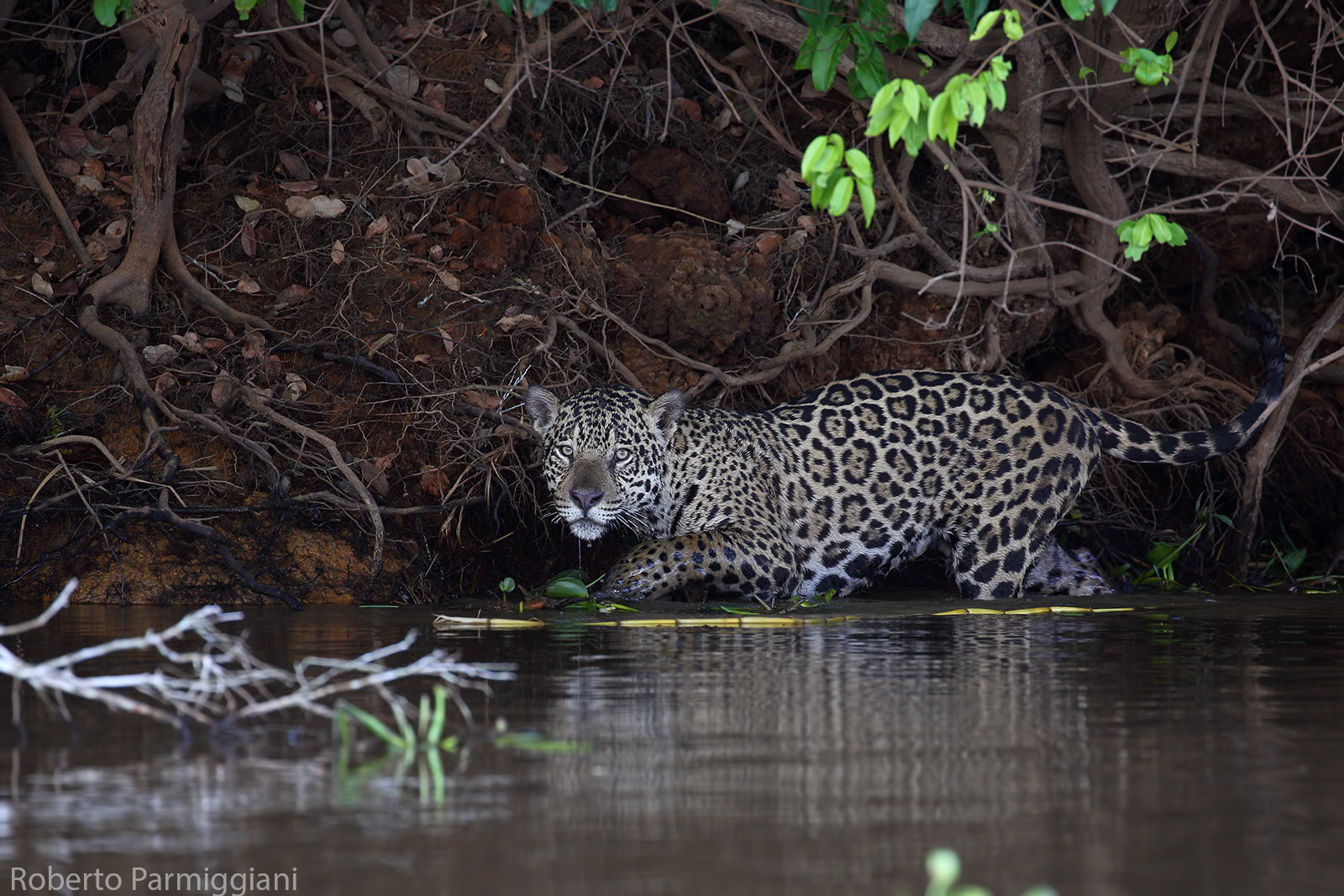 A cacccia nell ombra della foresta