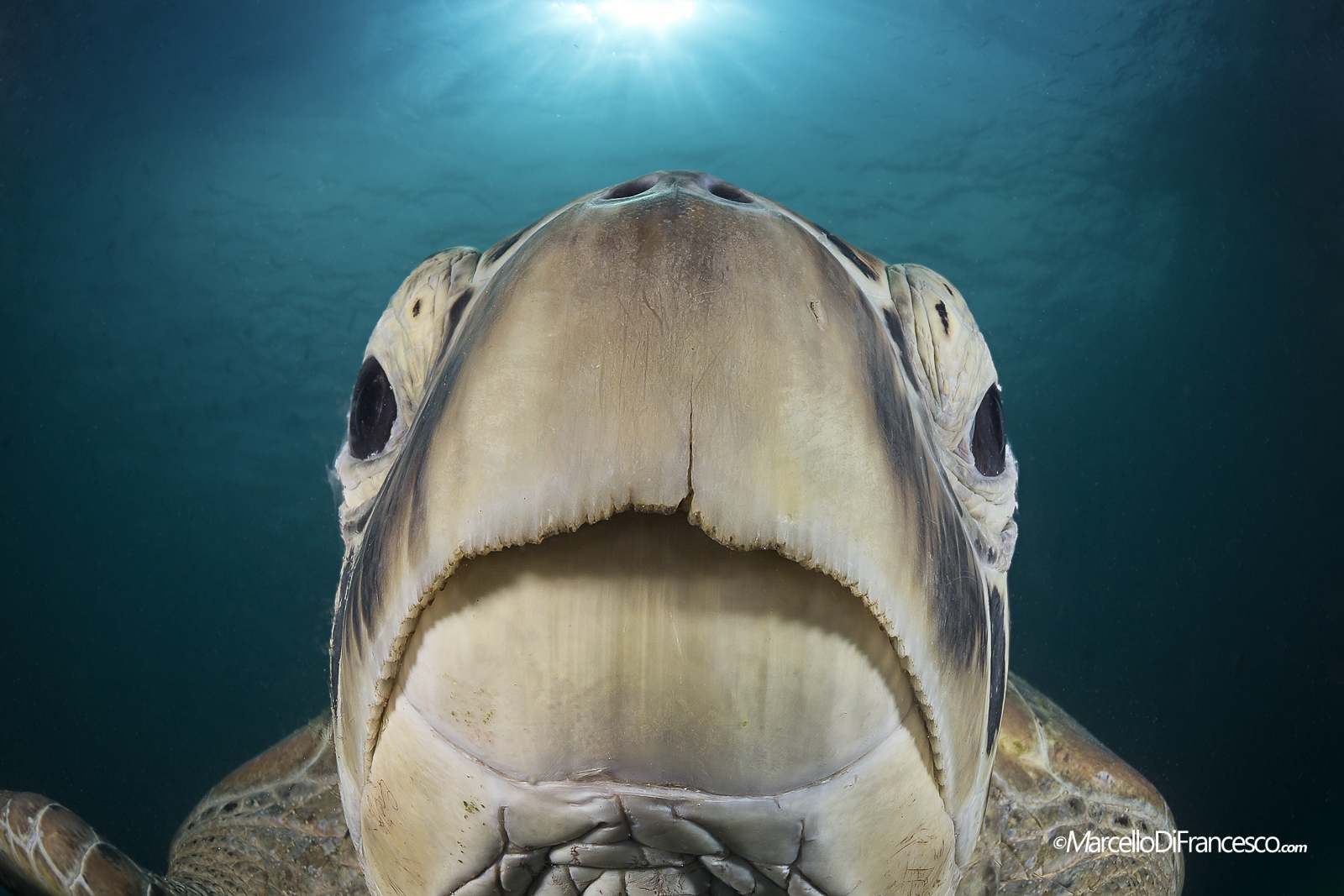 "Cu Cu" Green Turtle