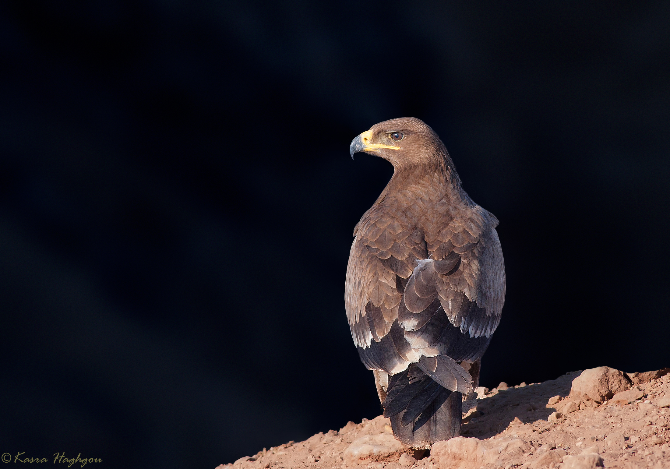 Aquila della steppa