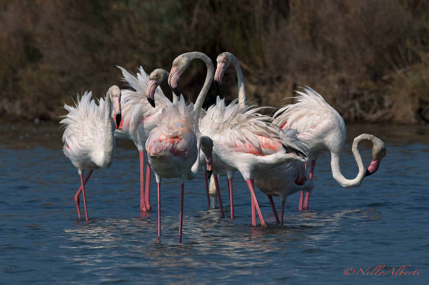 Fenicotteri agosto 2019 Orbetello