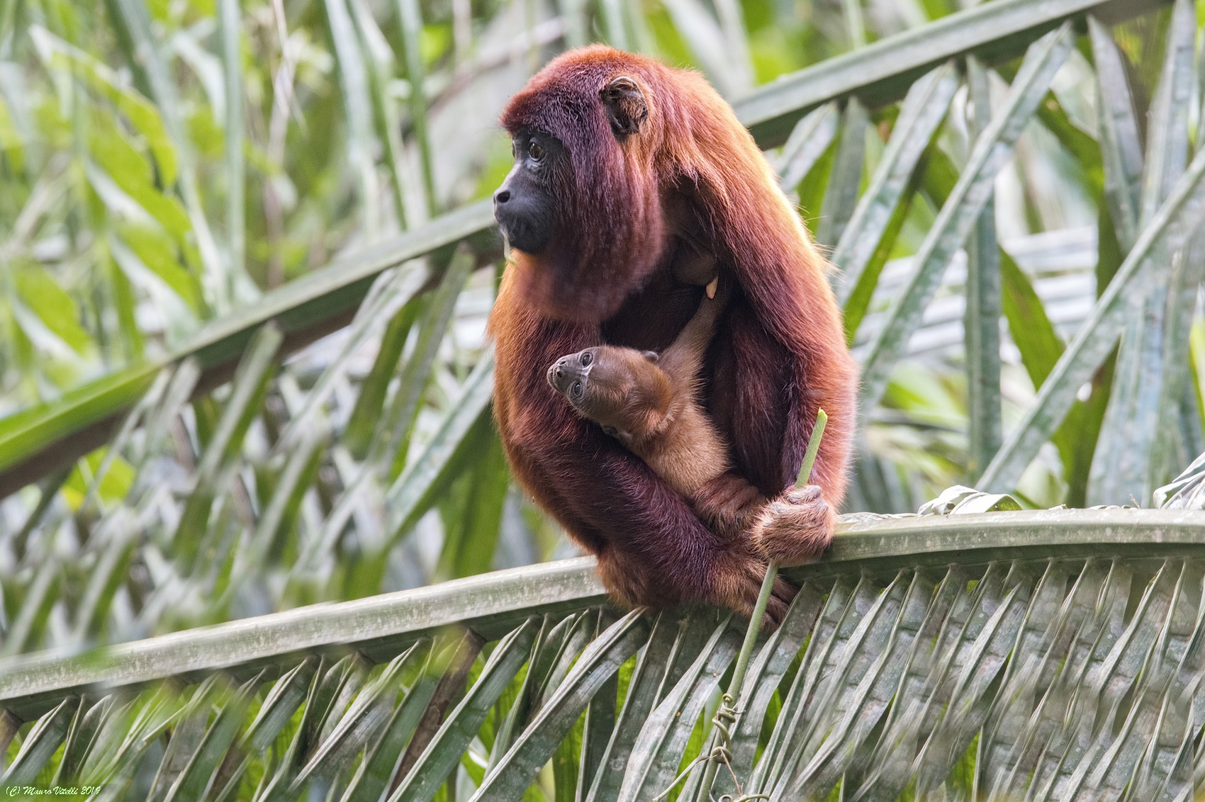Howler monkey with small