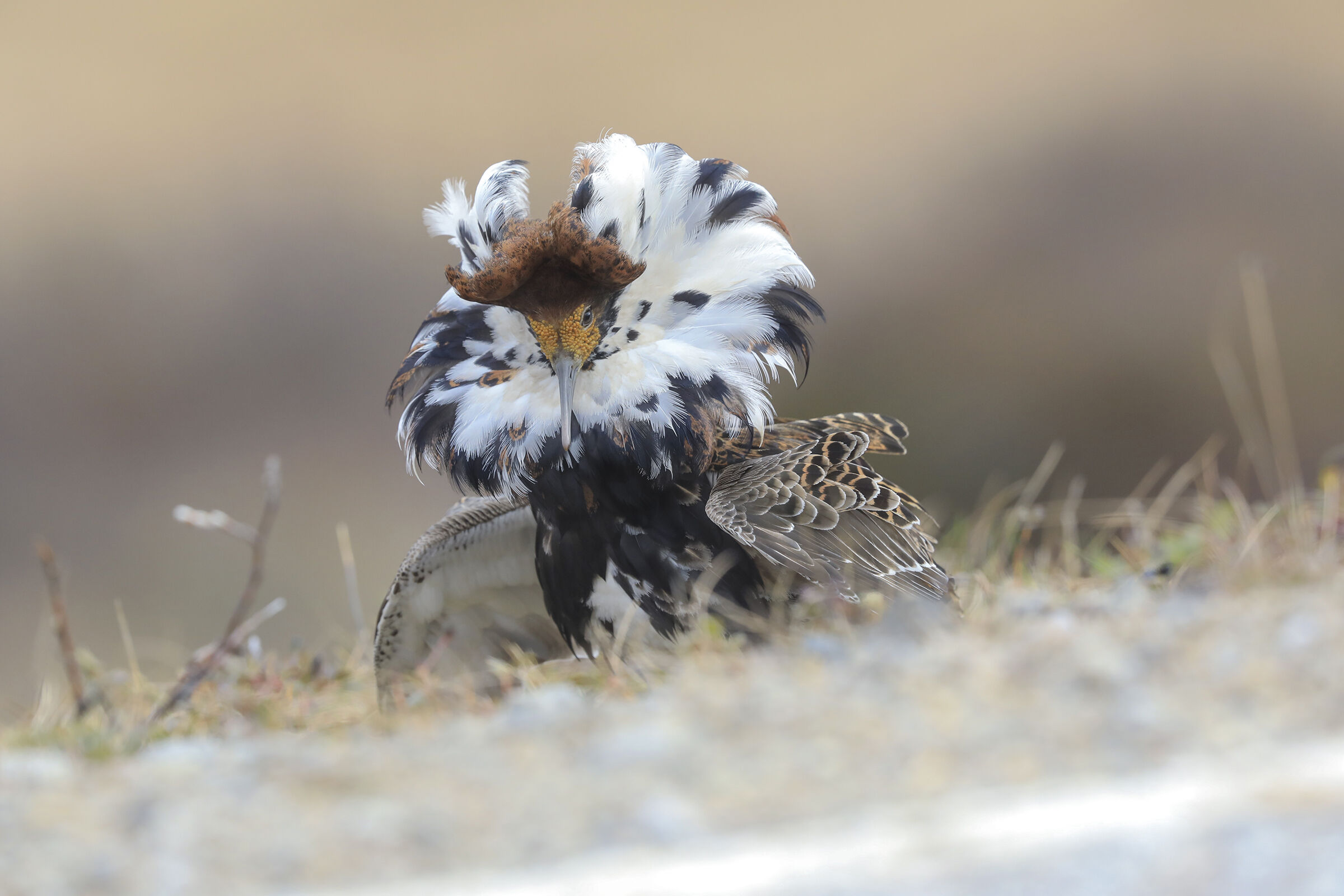 fighter in wedding livery