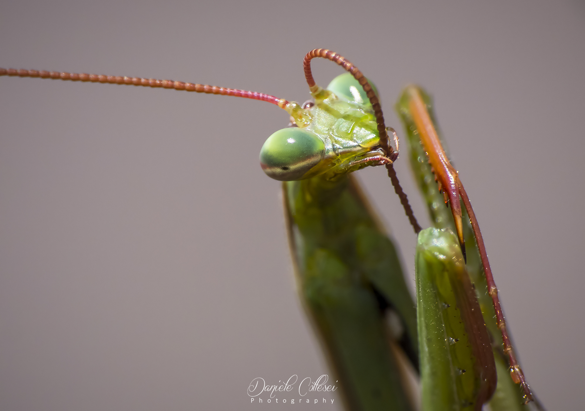 Mantis vanitosa