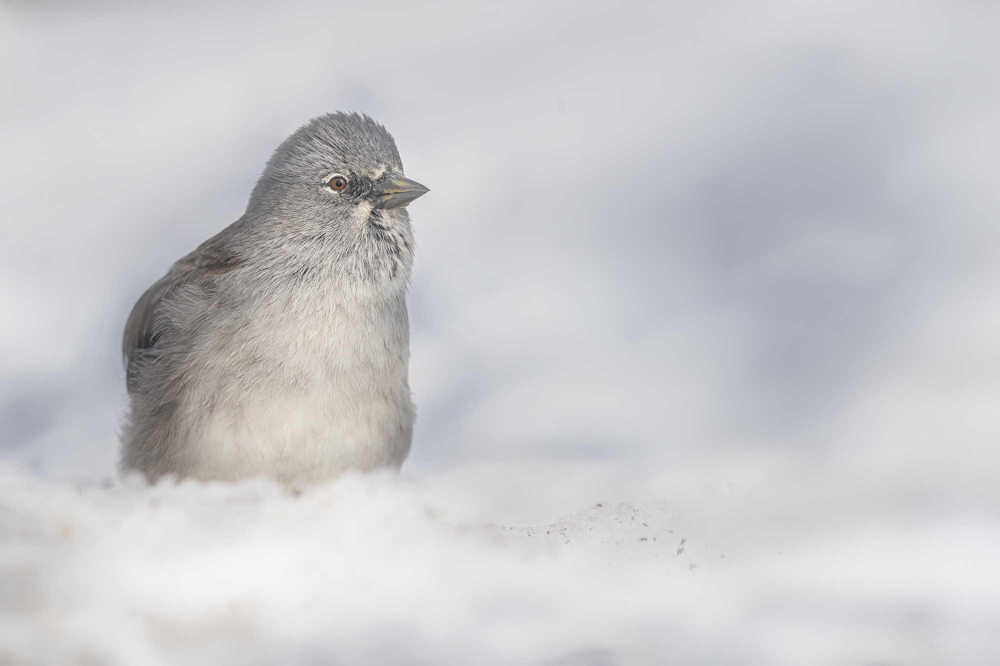 fringuello delle nevi