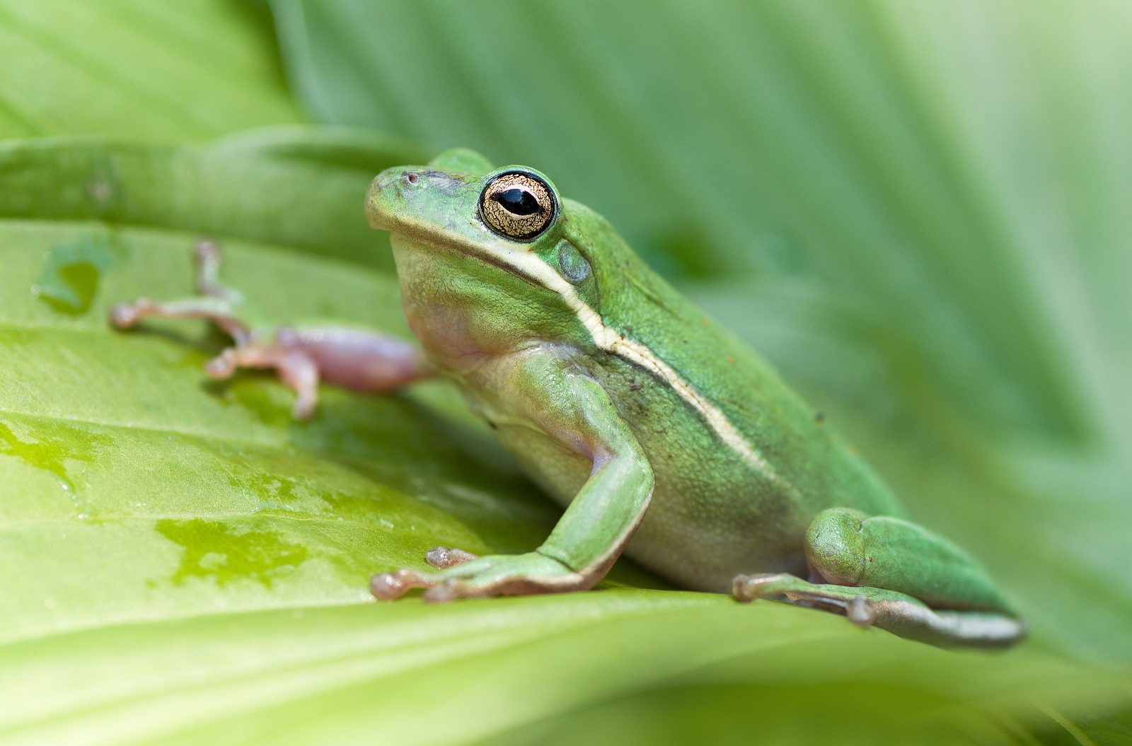 green Frog