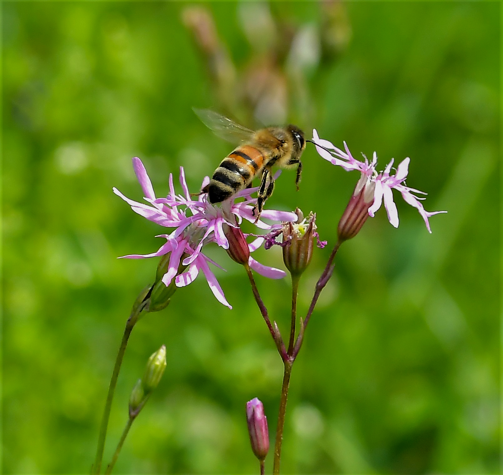 From flower to flower