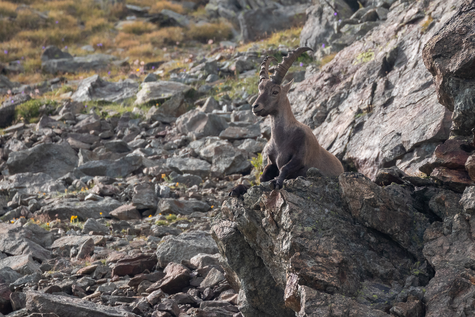 Goat ibex (Ibex)