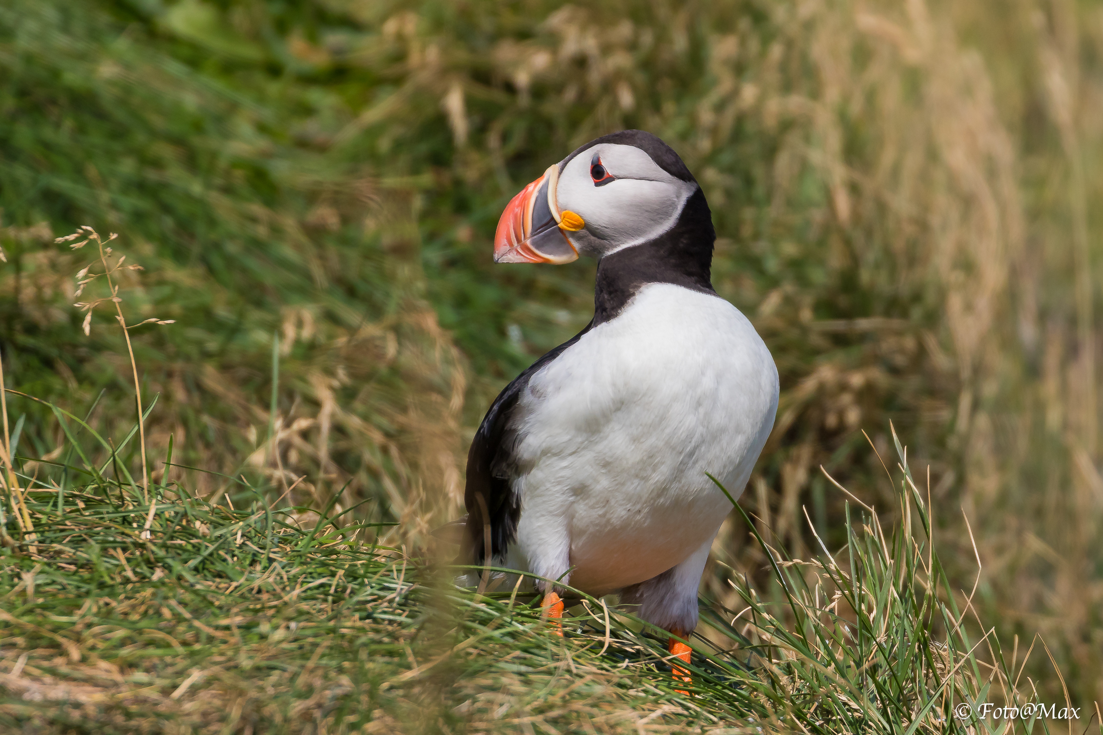 Other Adorable Puffin ...