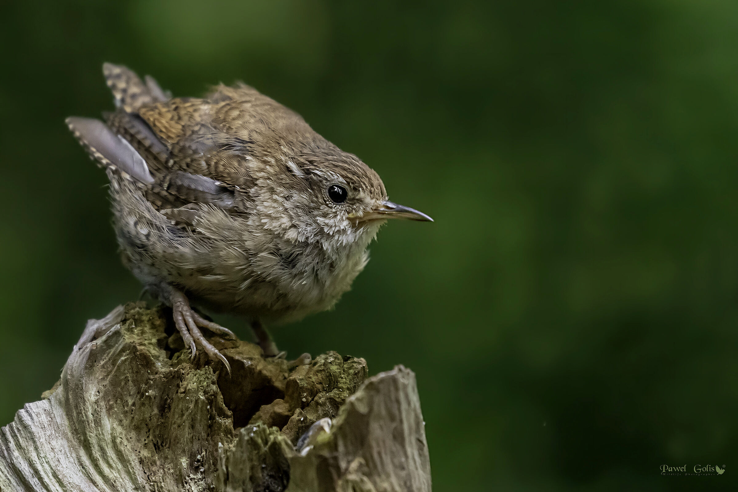 Wren eurasiatico ( Troglodytes troglodytes)