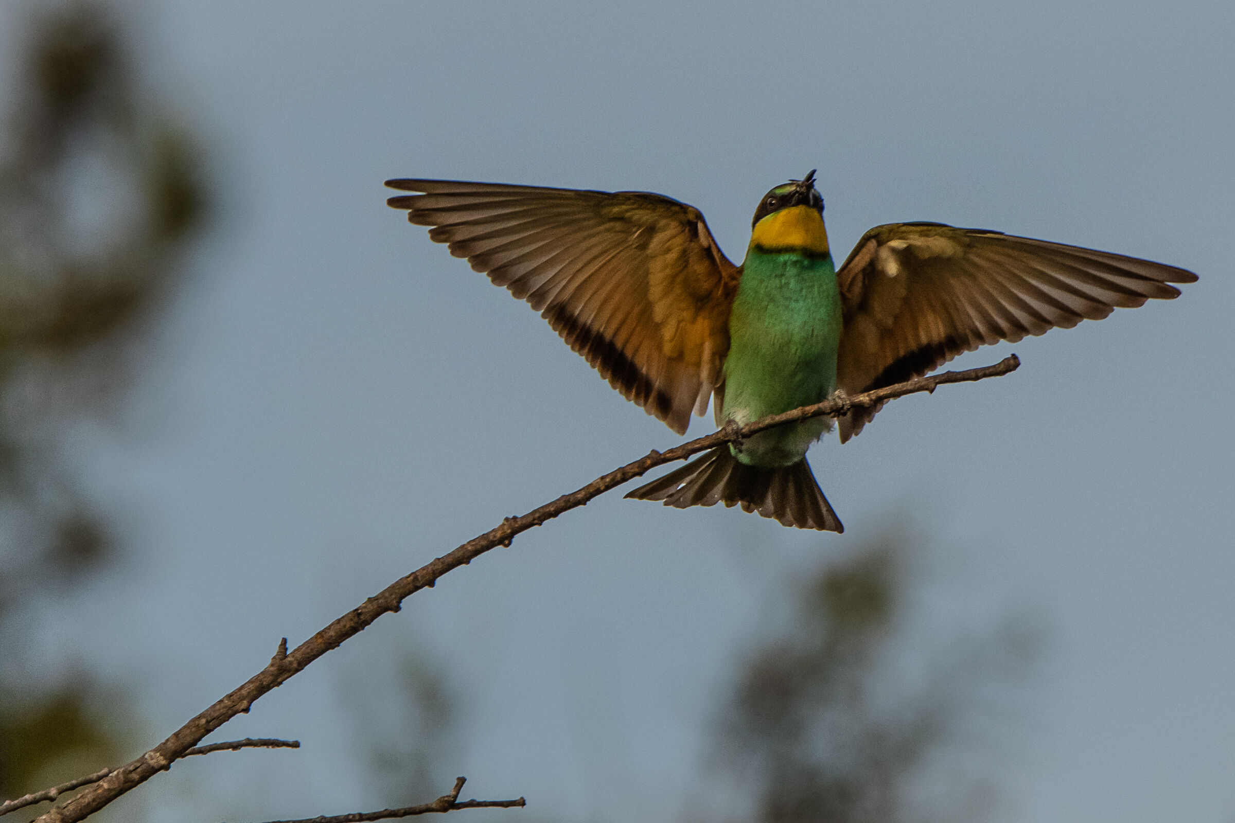 Gruccione (Merops apiaster)