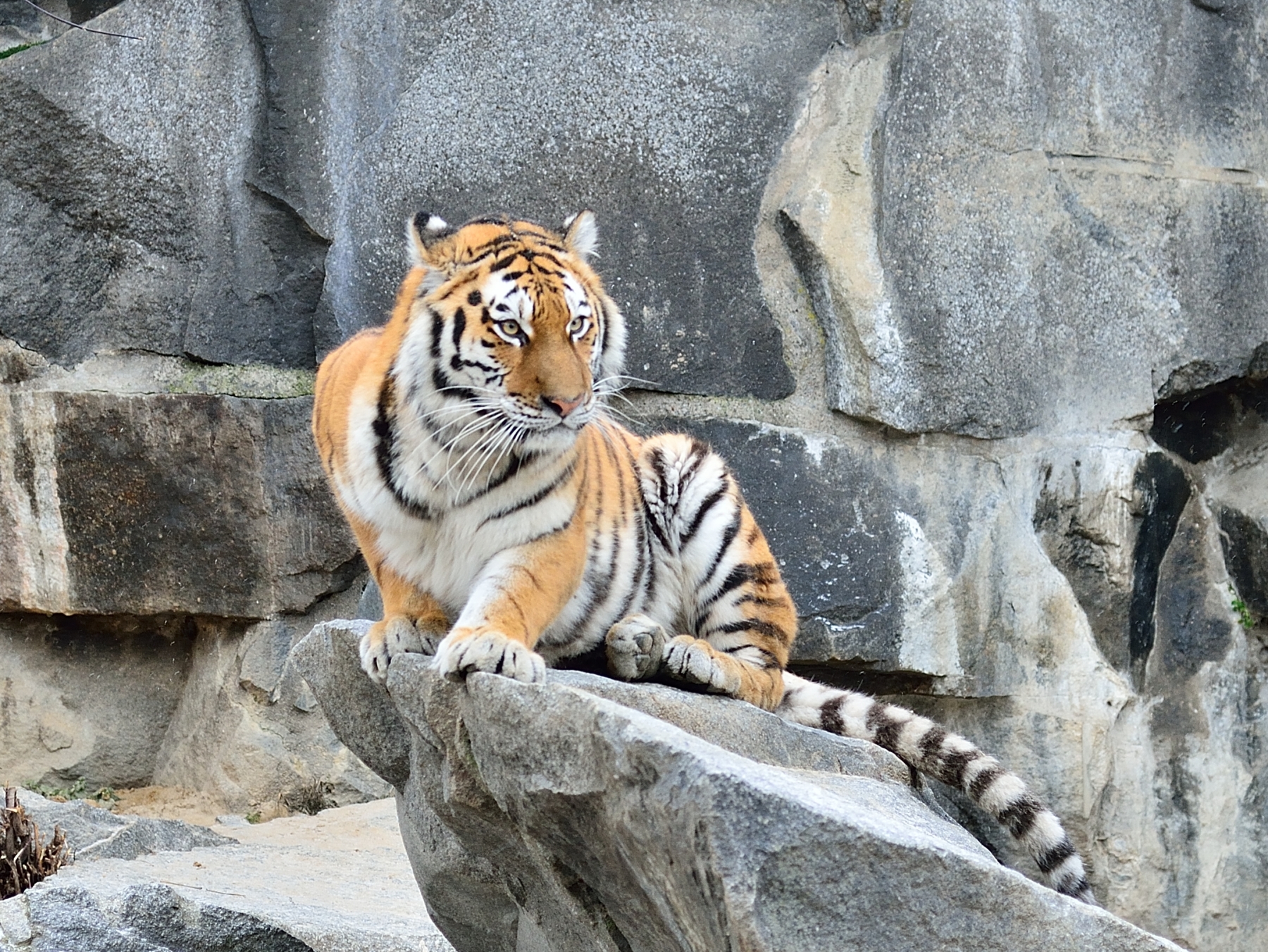 Tigre siberiana - Tierpark Berlin