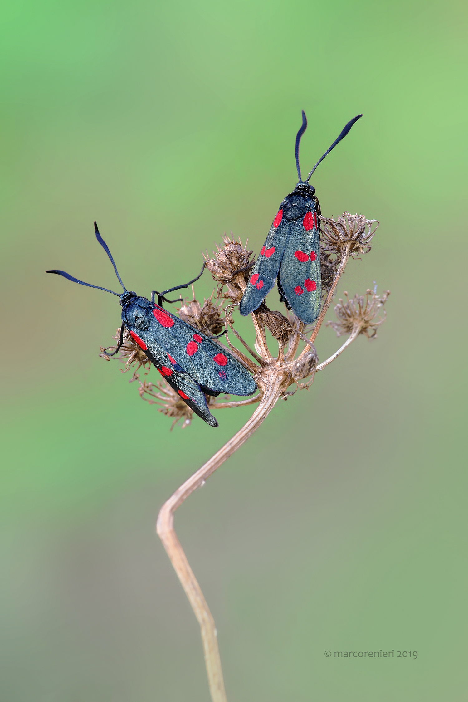 Zygaena