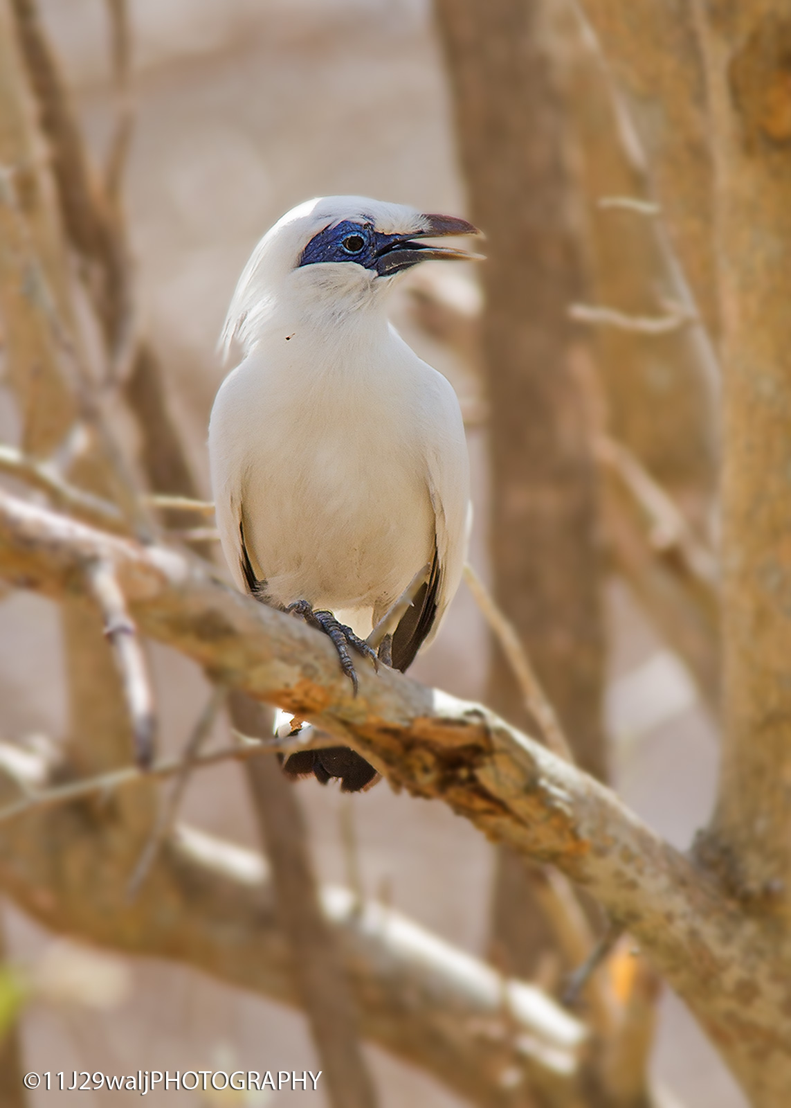 Bali Starling