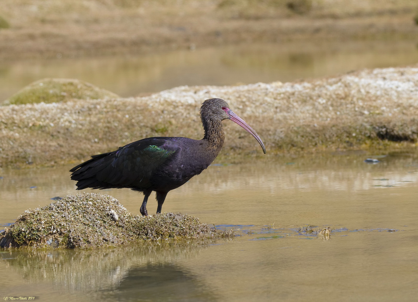 Puna Ibis (Plegadis ridgwayi)