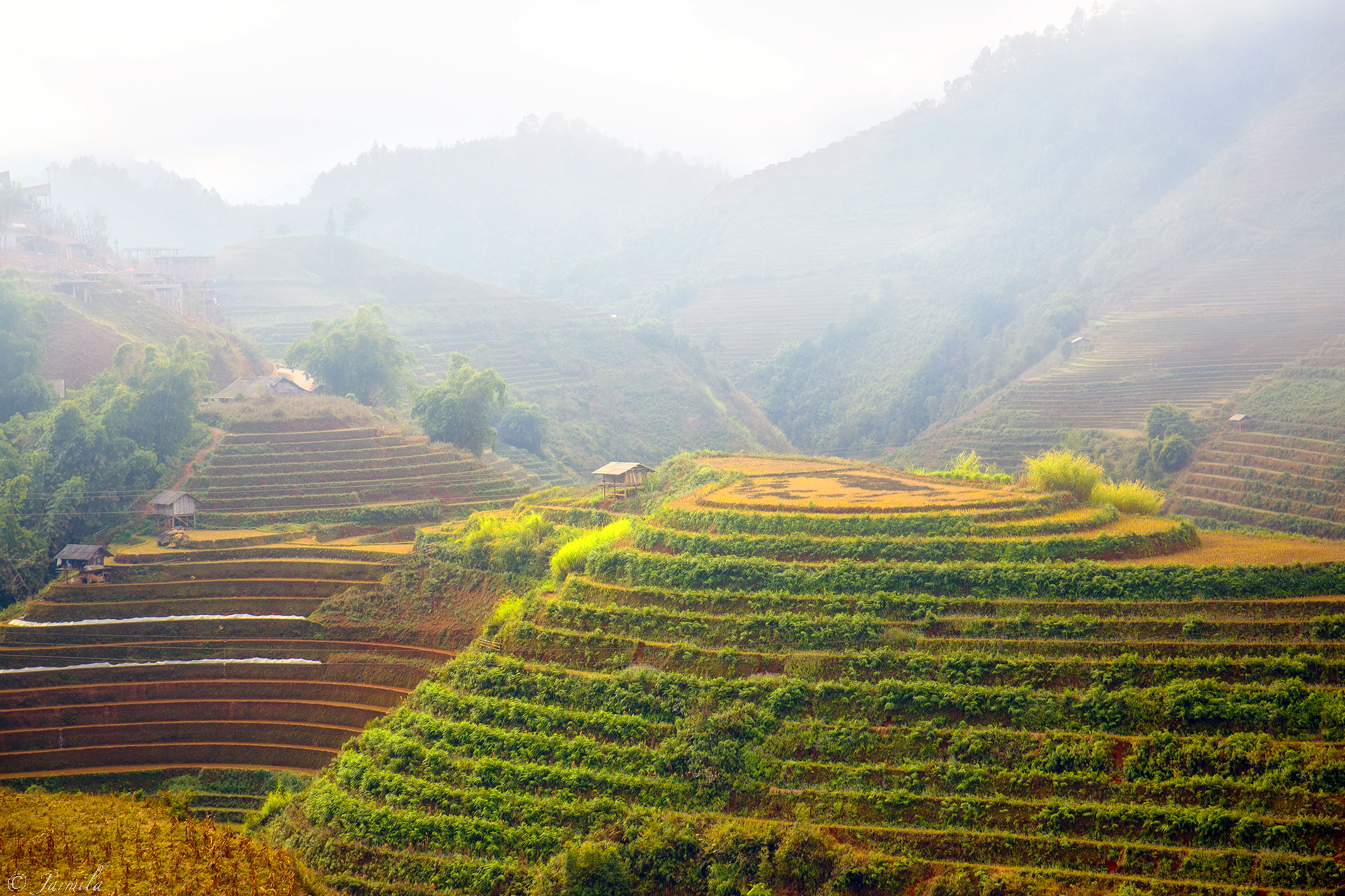 Mu Cang Chai's rice paddies wrapped in mist