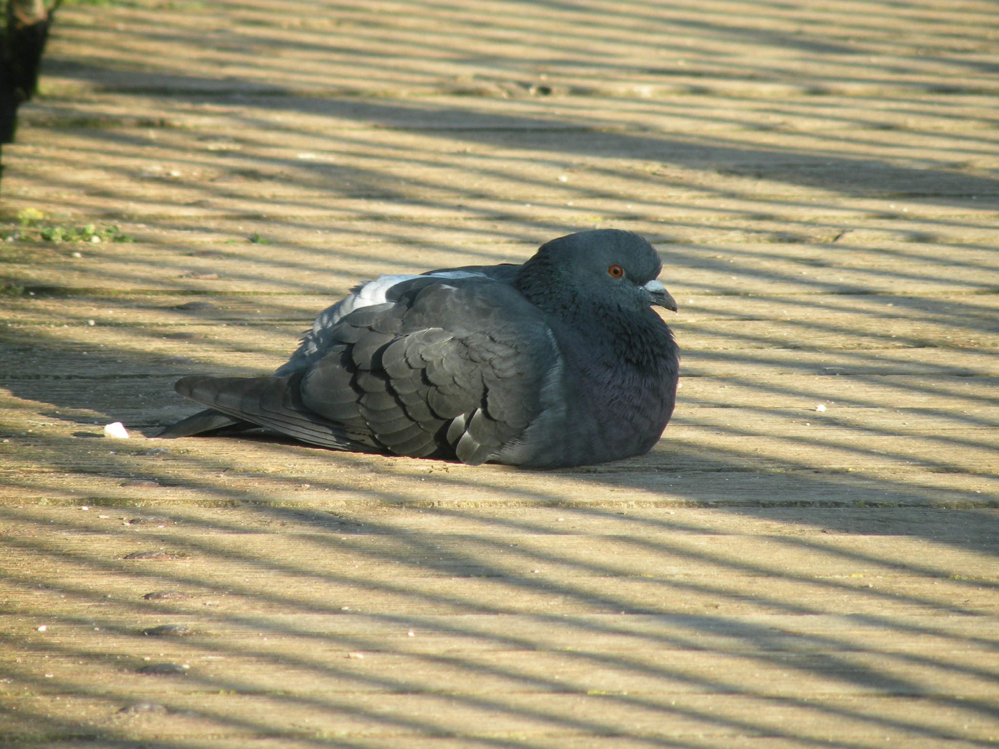 Parco Querini - inquilini