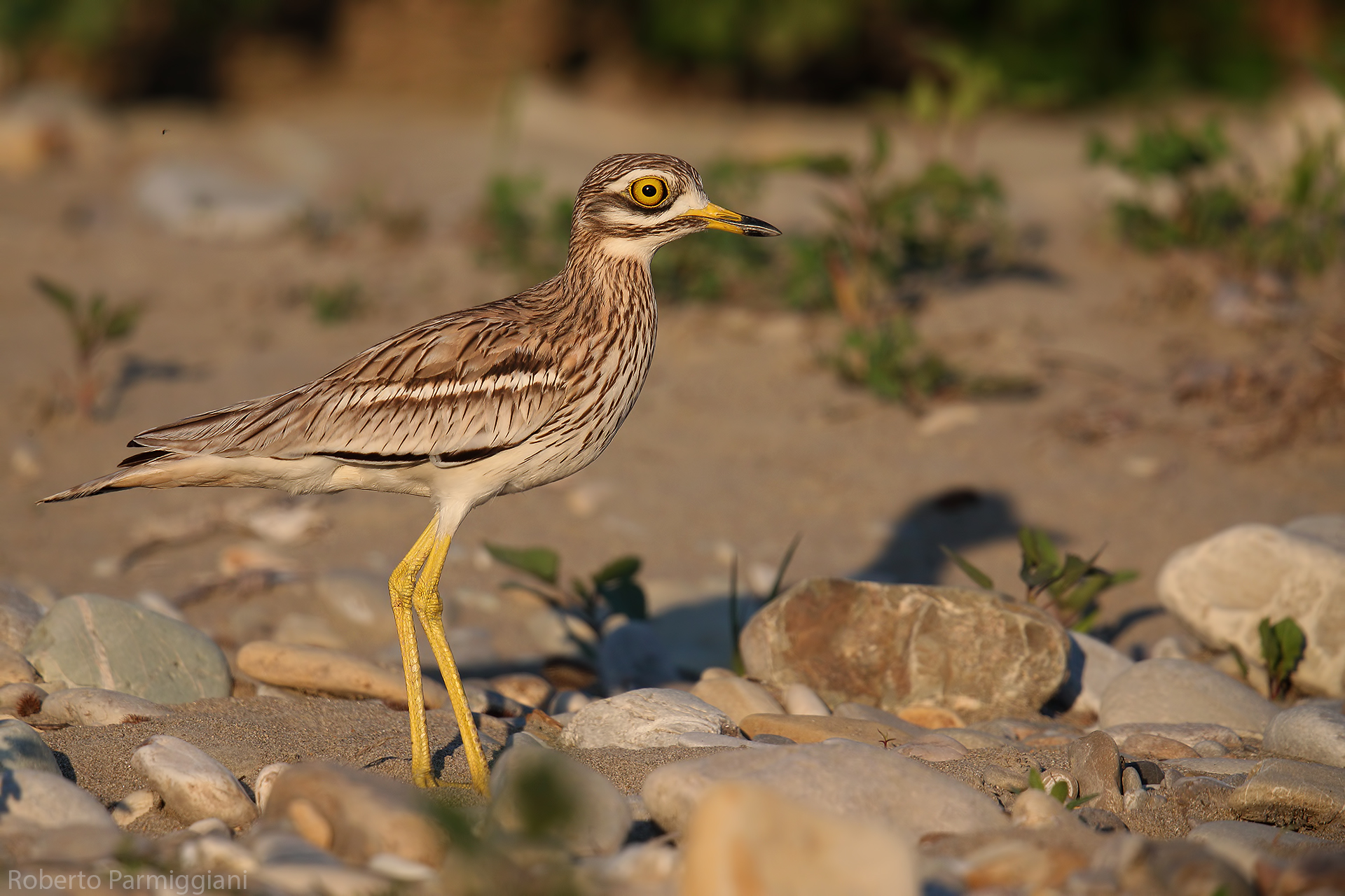Evening light with wink