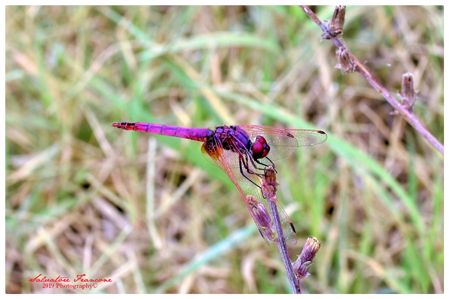 Red dragonfly