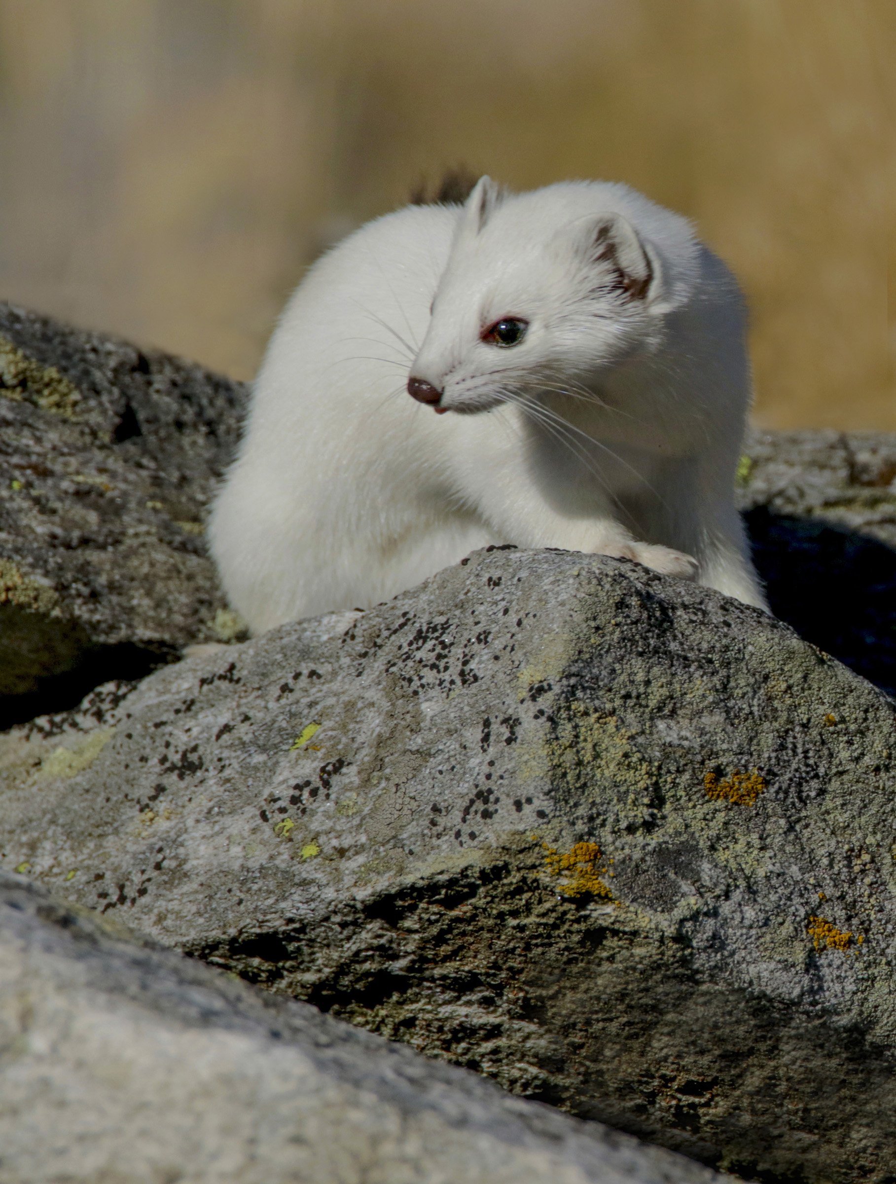 Ermine