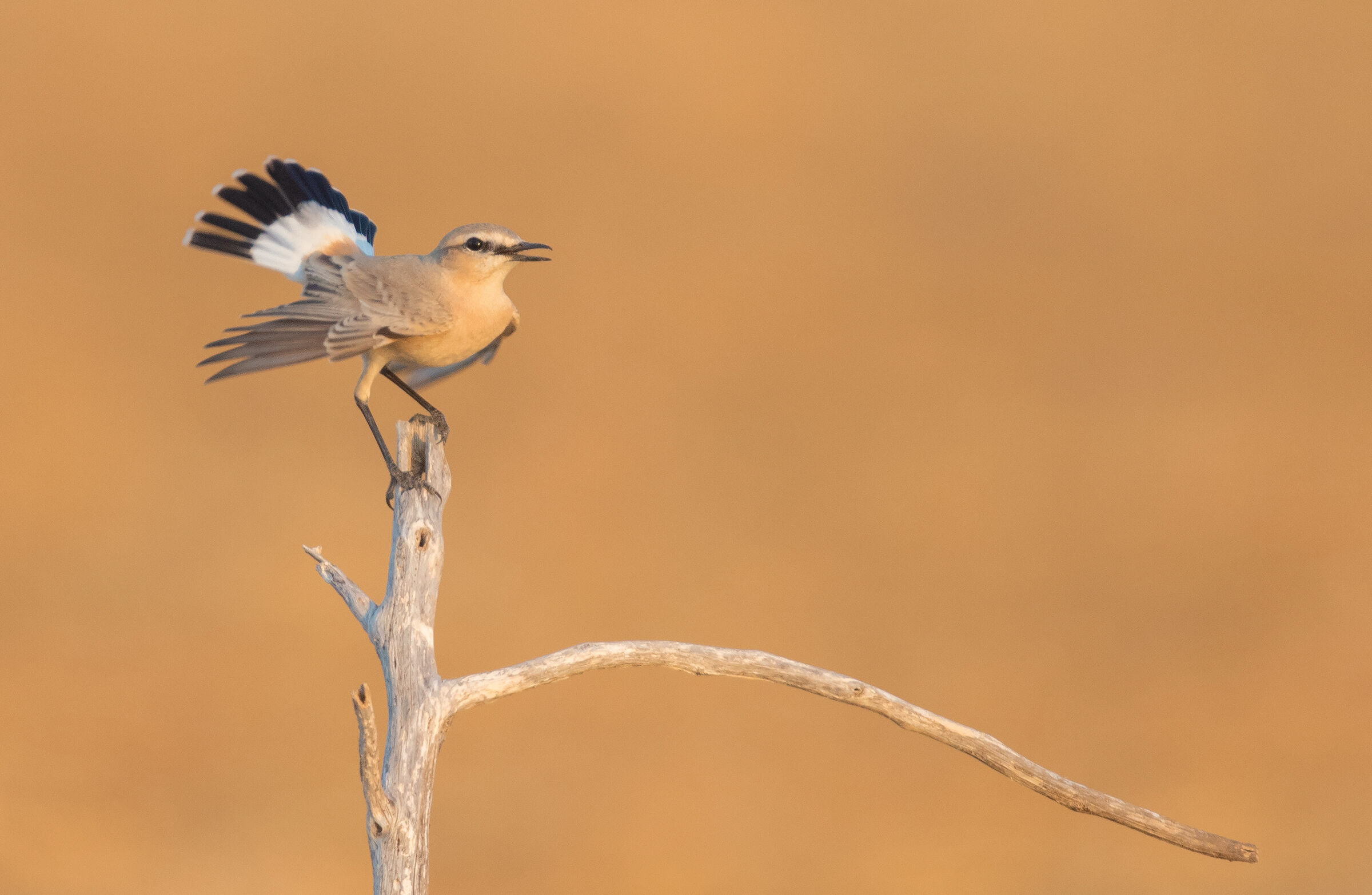 isabelline wheatear