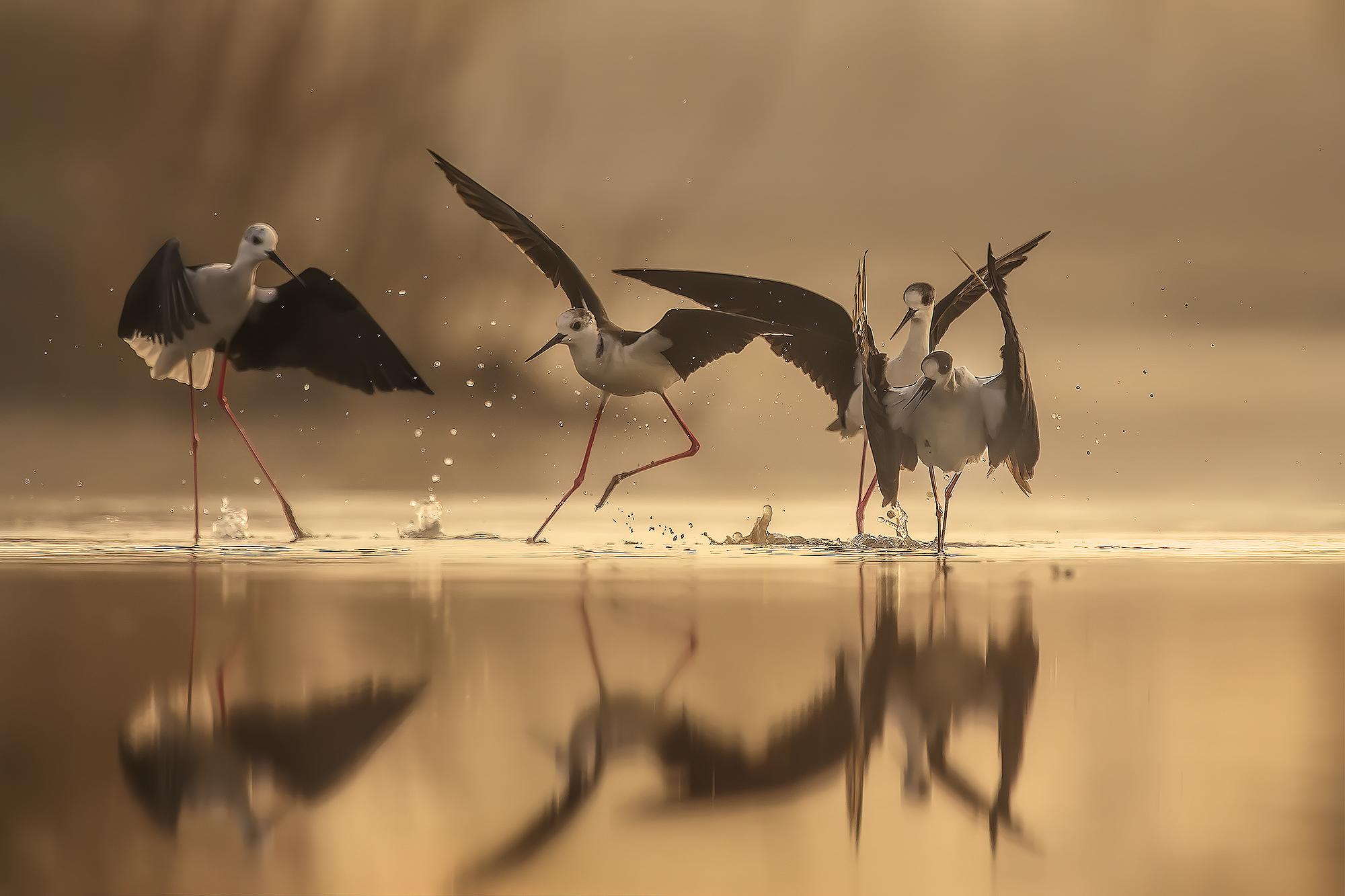 battles between knights