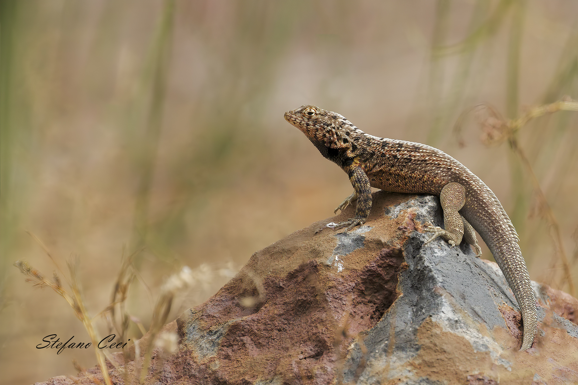 Lava lizard