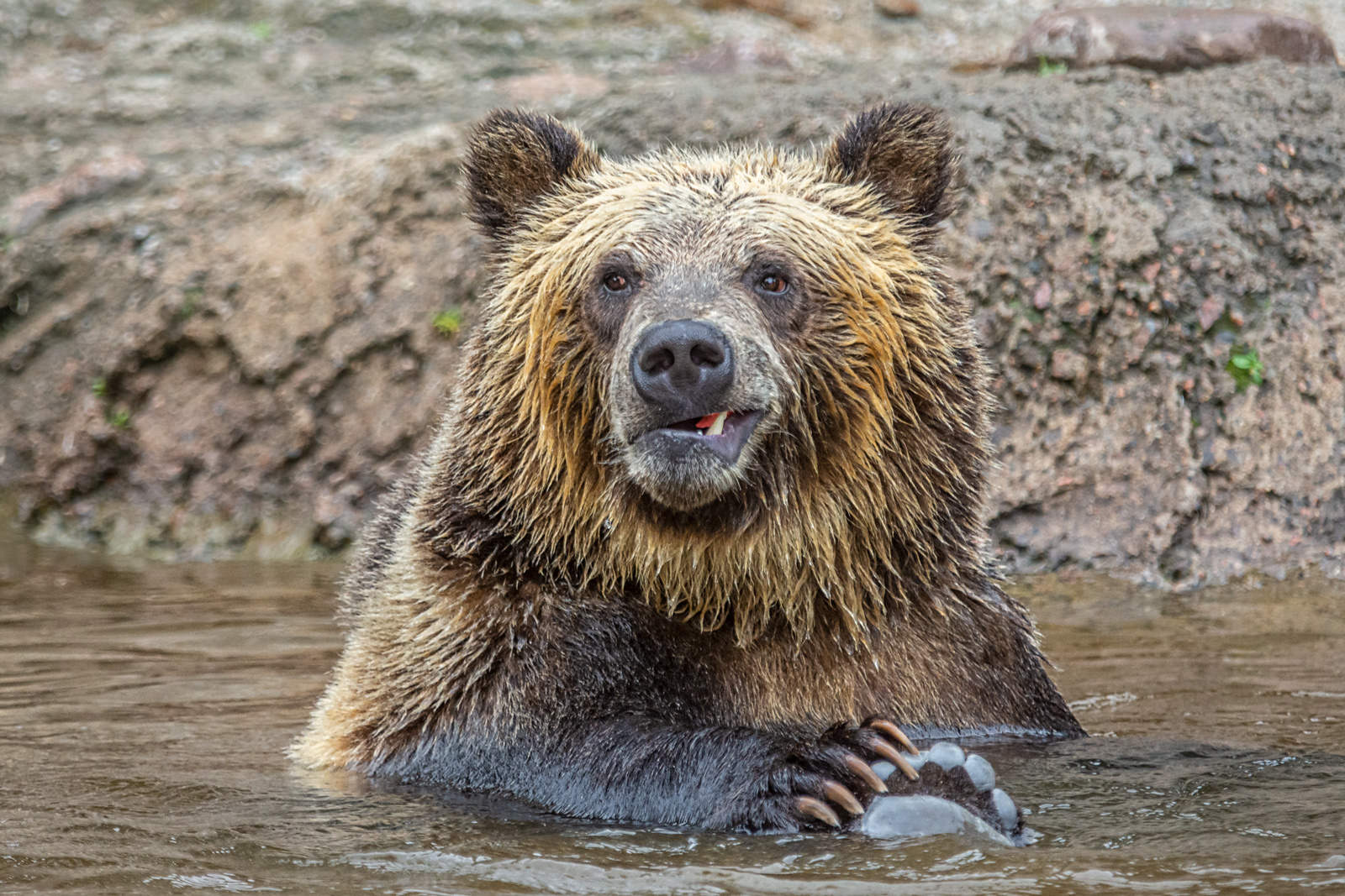 Portrait of a Grizzly