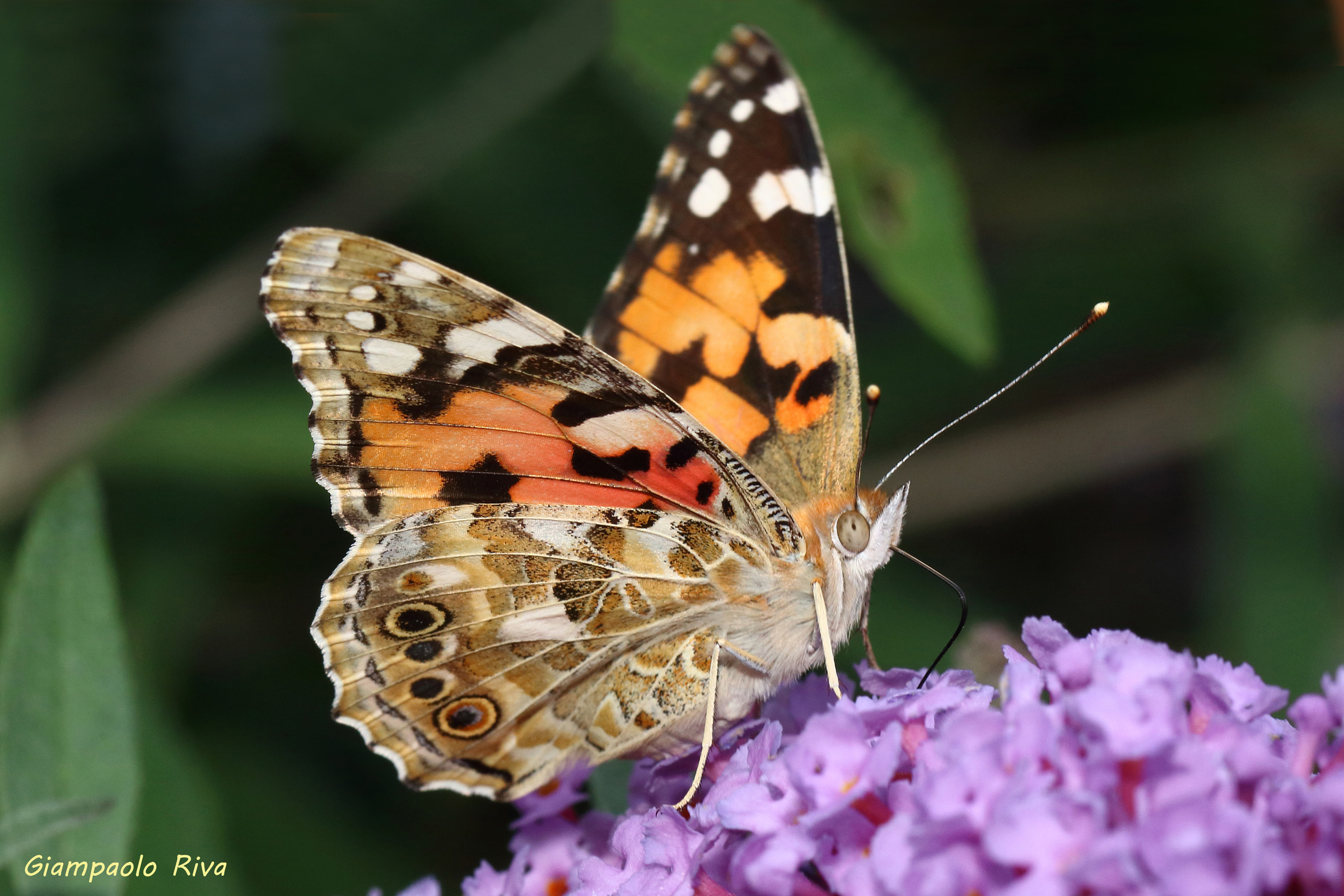 Vanessa Cardui