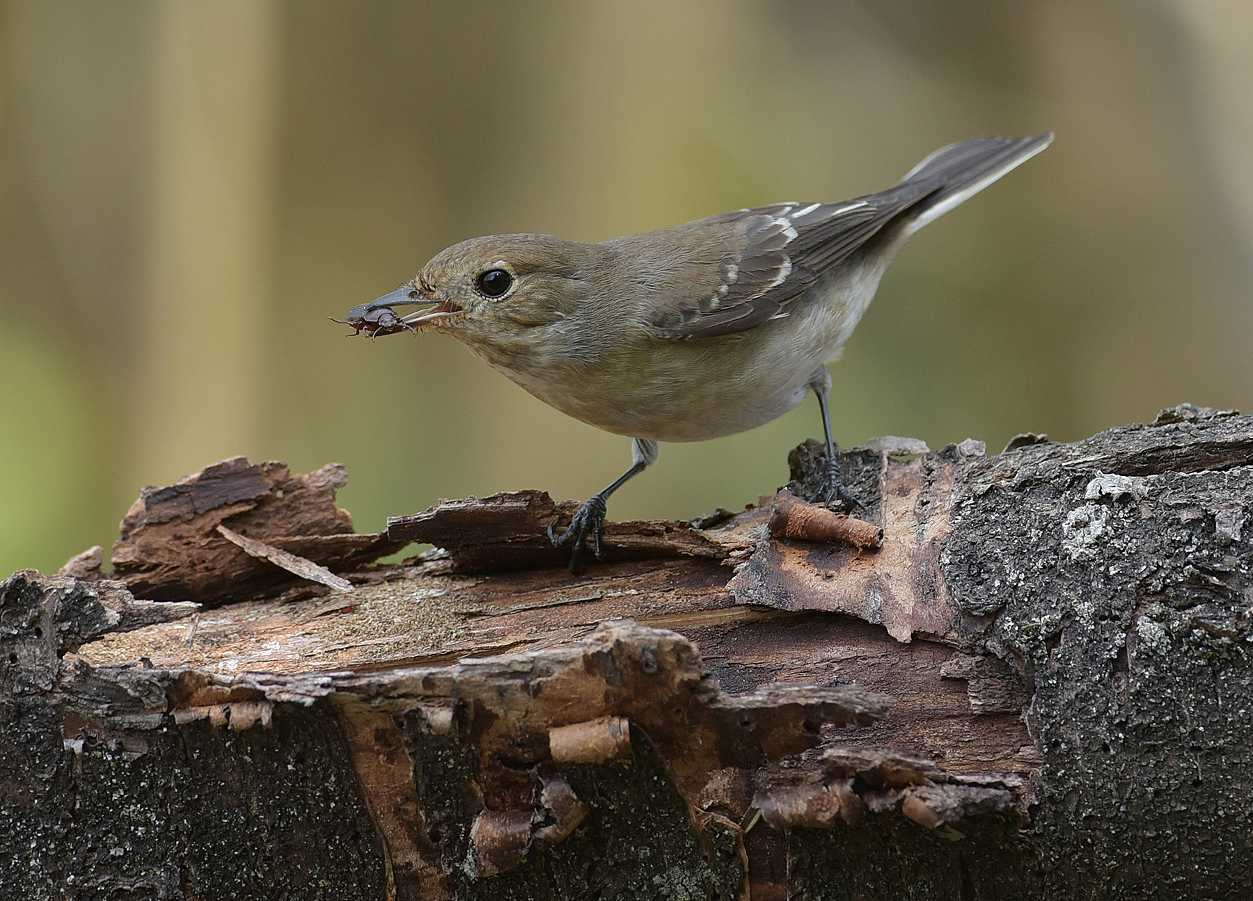 black robin in migration and feeding