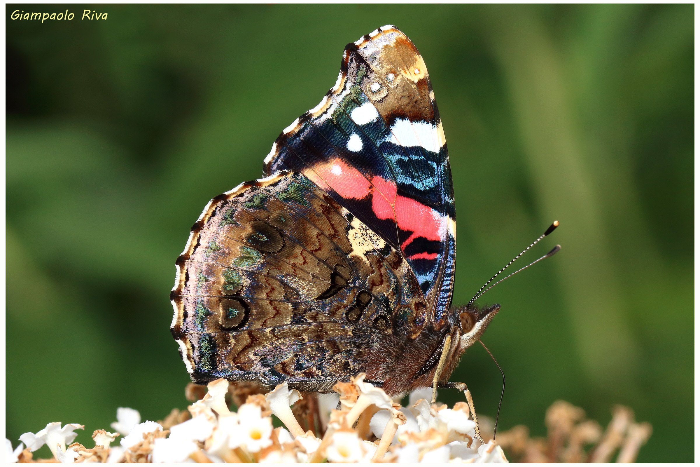 Vanessa atalanta 1 texture wings